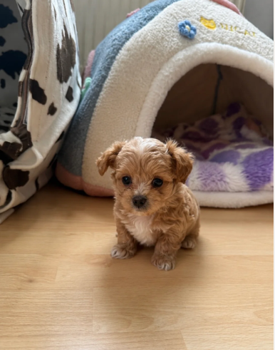 Puppies image 1