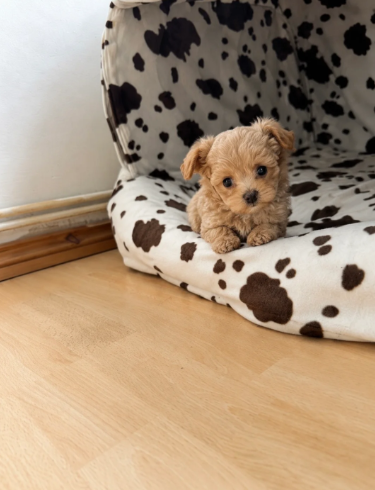 Puppies image 6