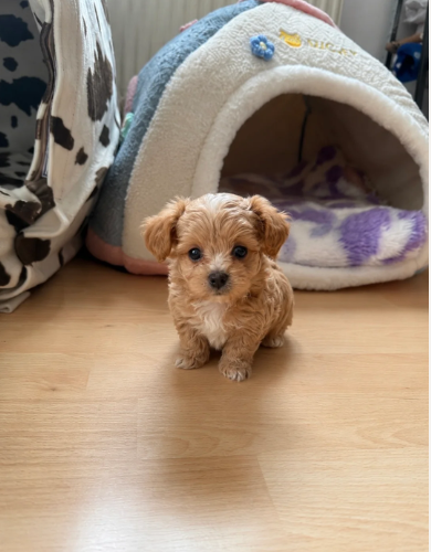 Puppies image 5