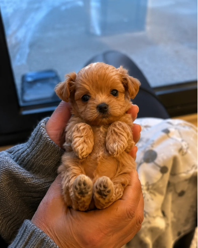 Puppies image 4