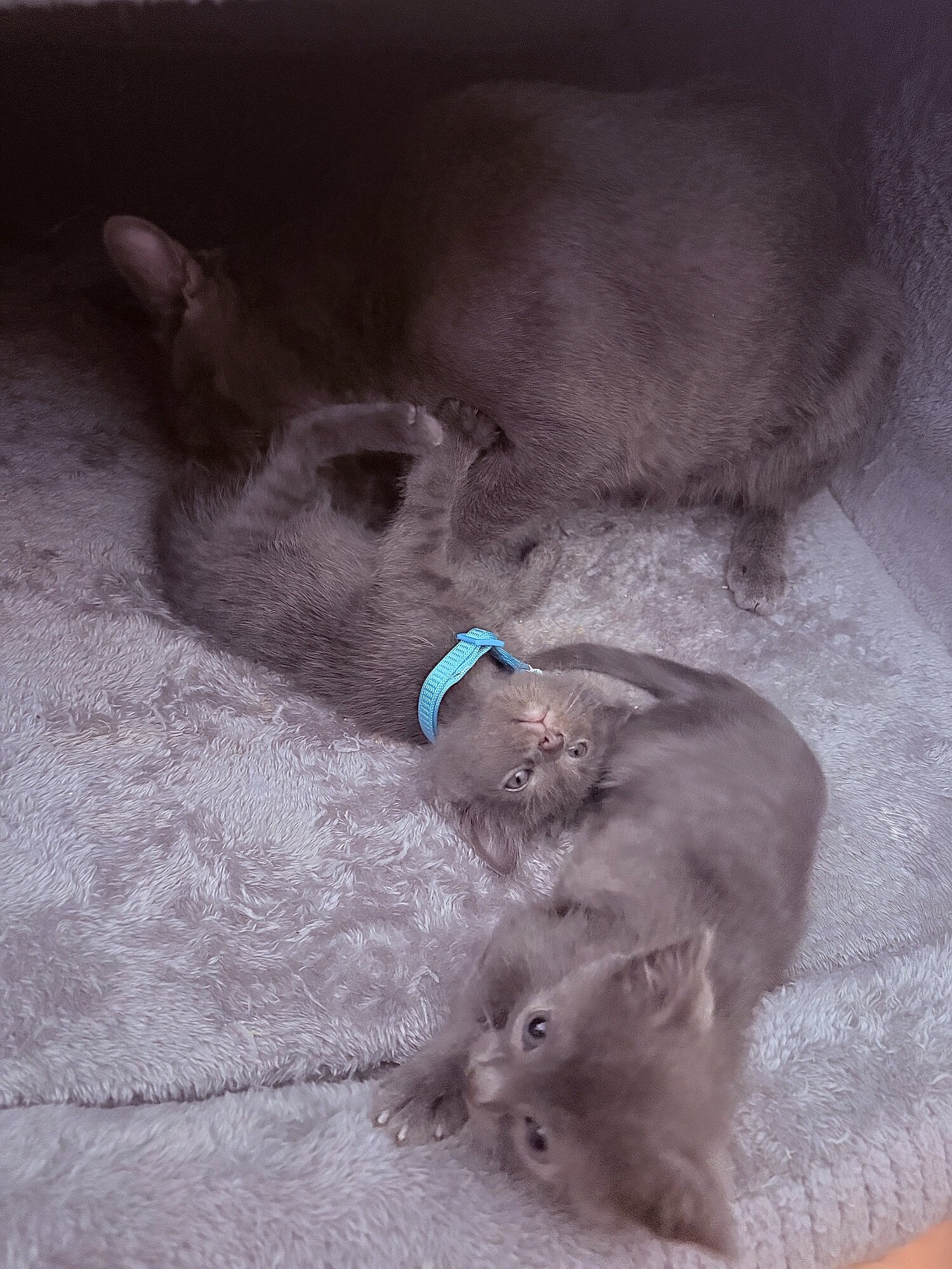 Adorable Russian Blue Kittens image 4