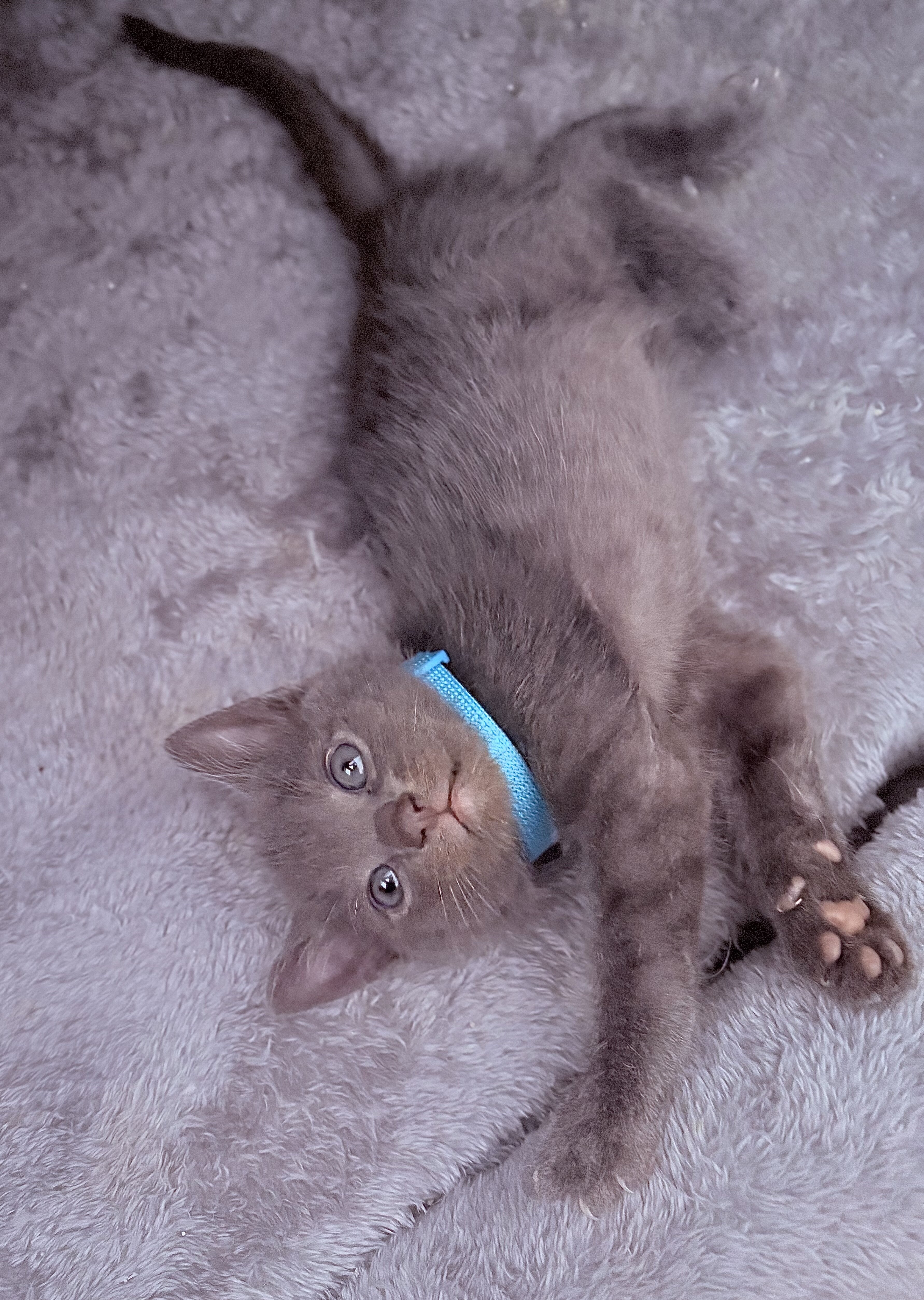 Adorable Russian Blue Kittens image 10