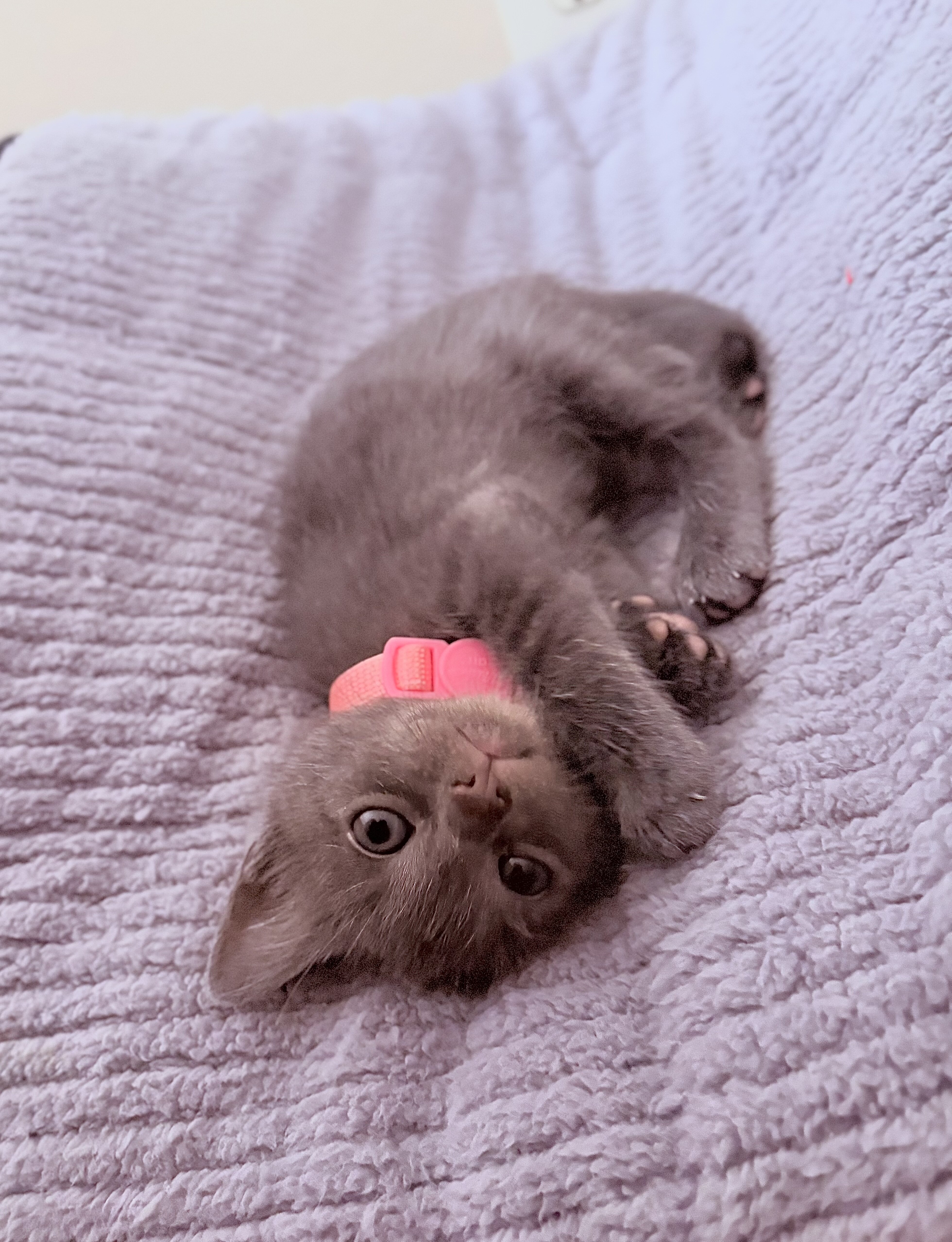 Adorable Russian Blue Kittens image 8