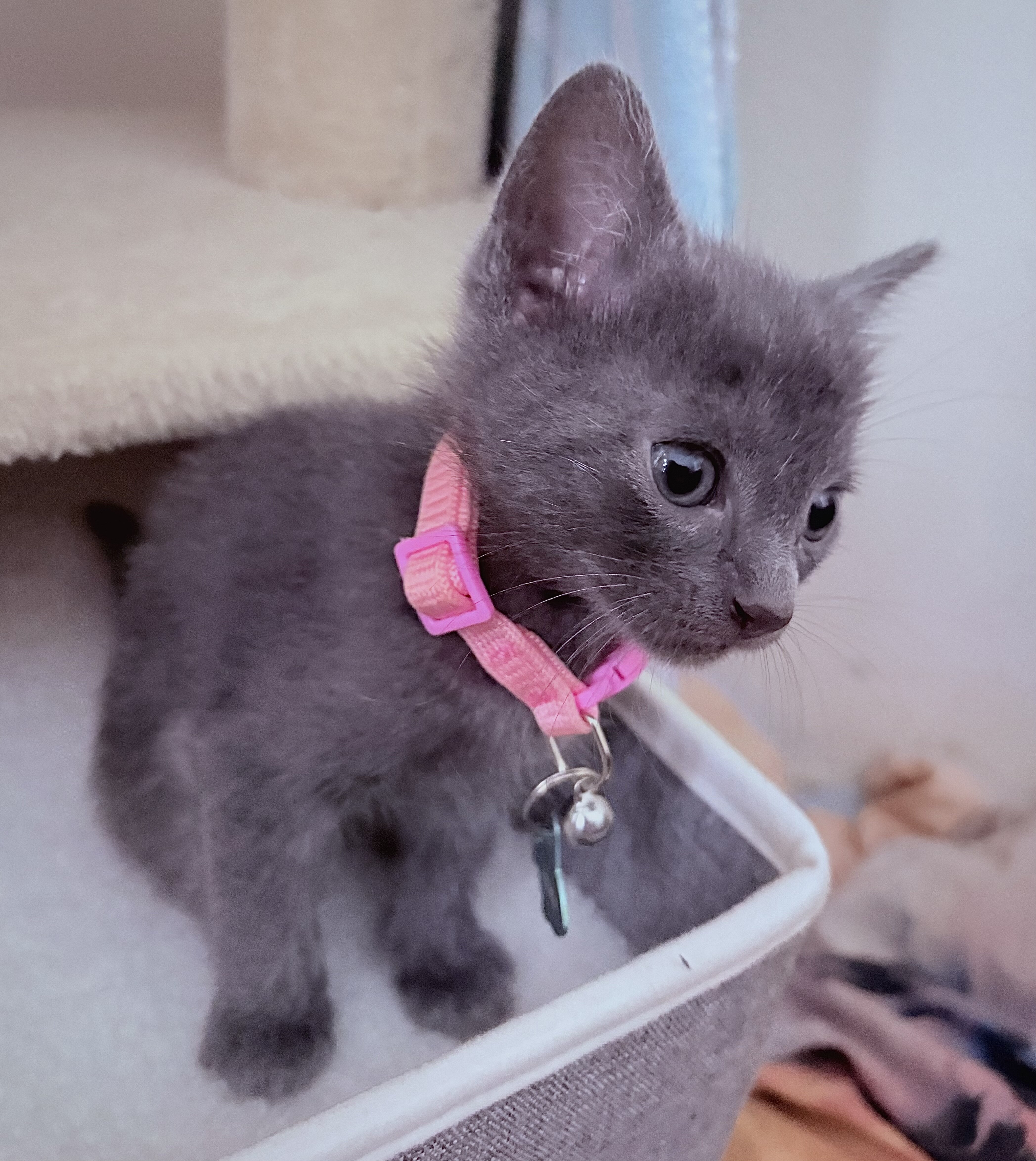Adorable Russian Blue Kittens image 7