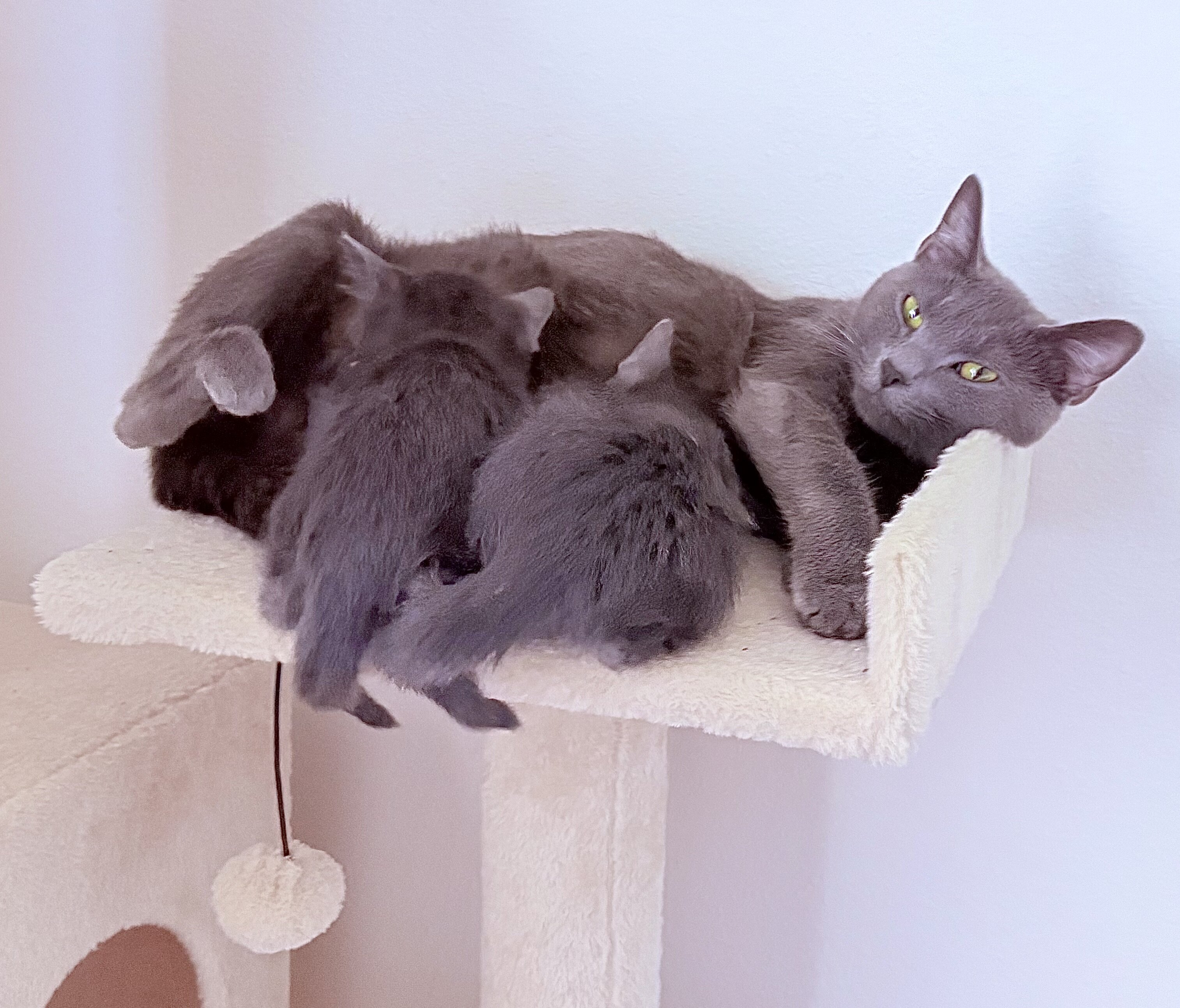 Adorable Russian Blue Kittens image 6