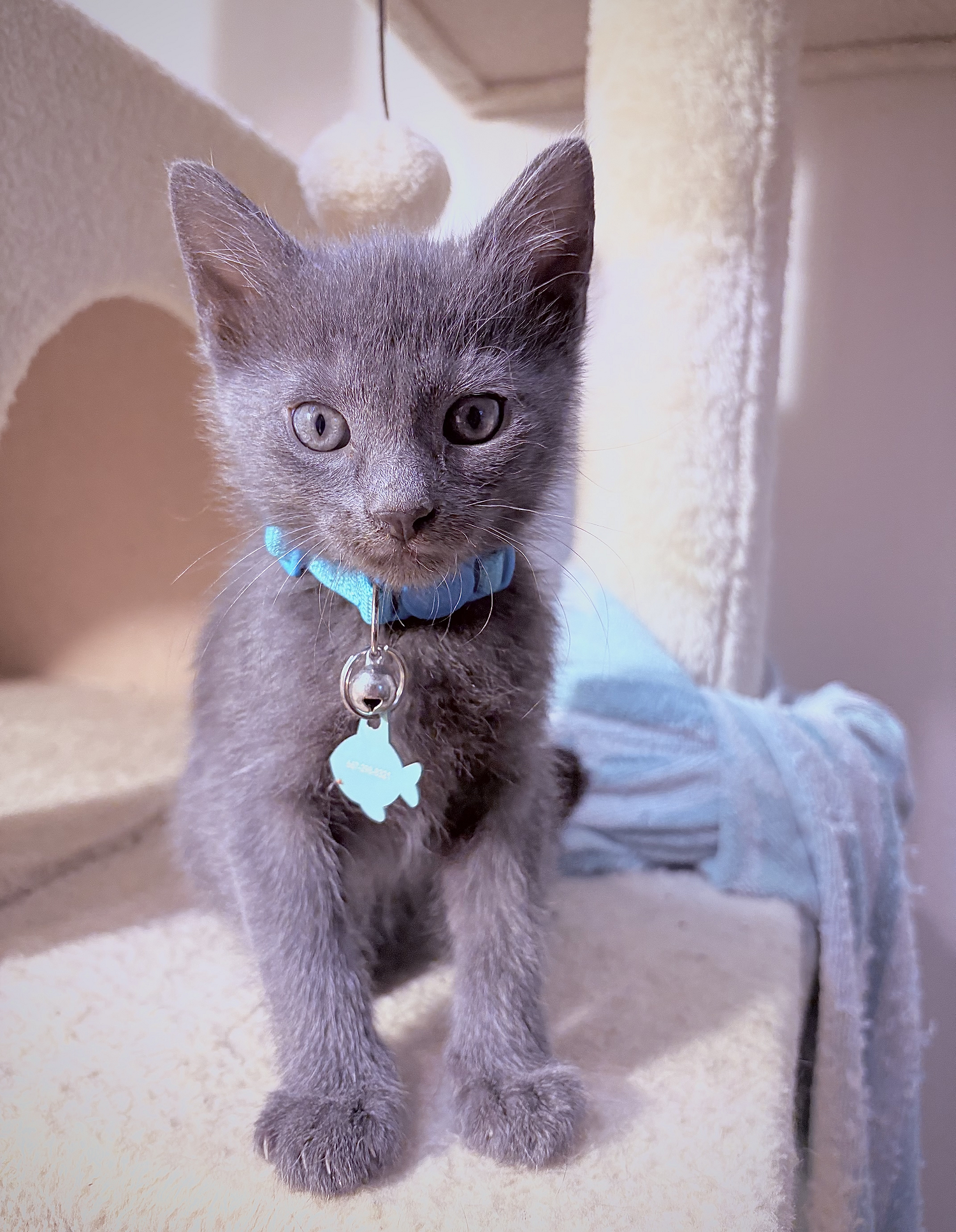 Adorable Russian Blue Kittens image 2
