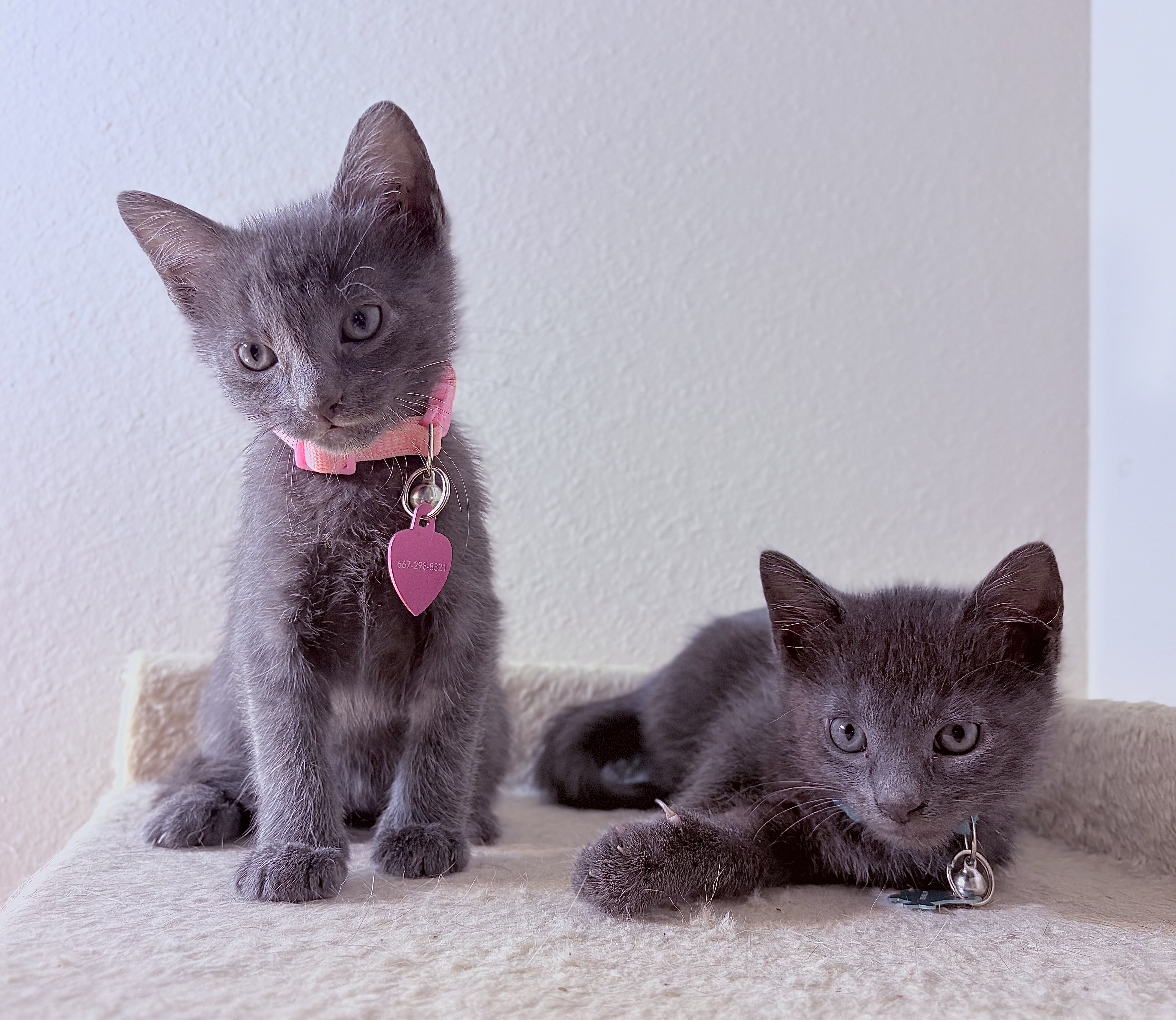 Adorable Russian Blue Kittens image 5