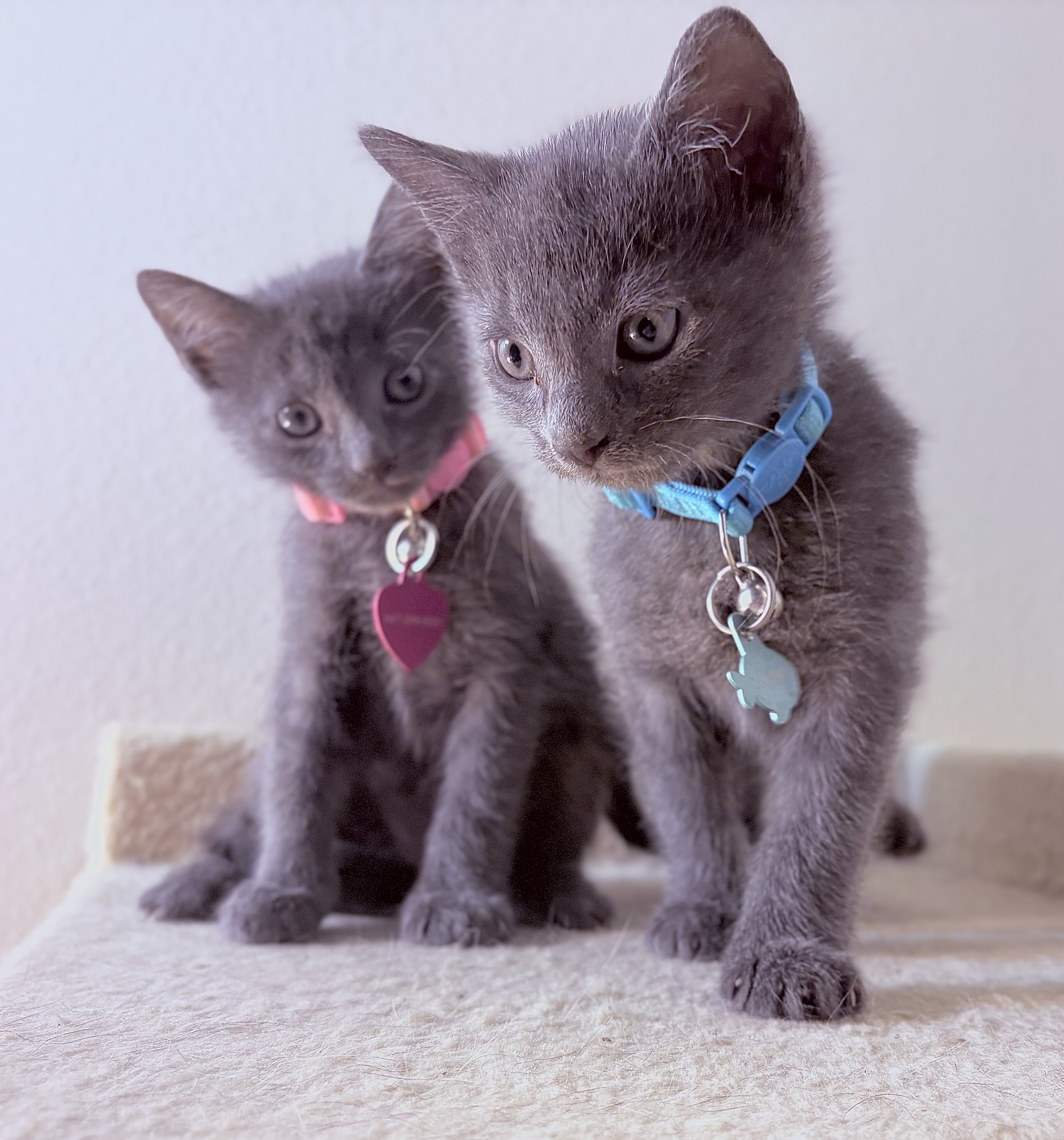 Adorable Russian Blue Kittens image 1