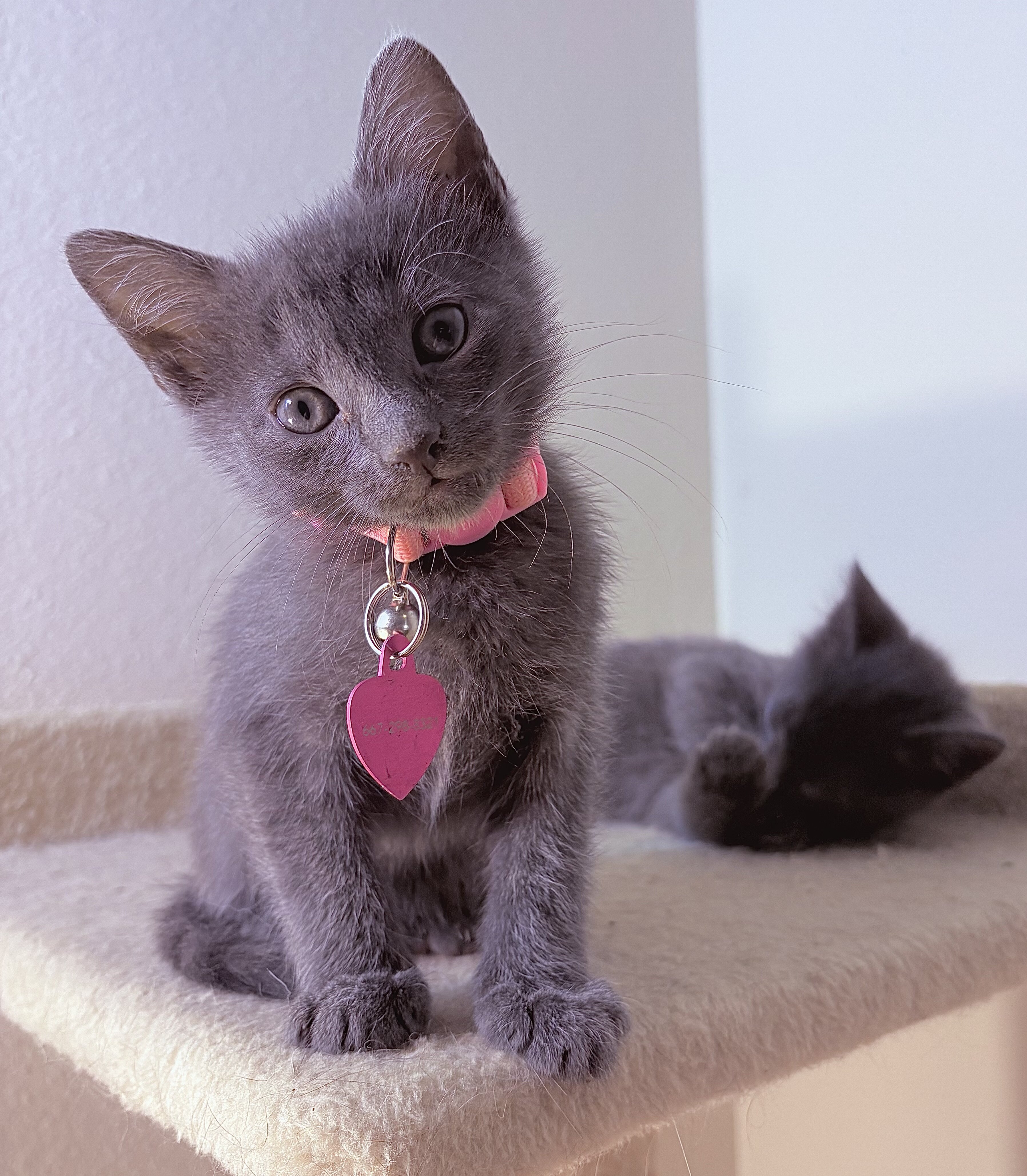 Adorable Russian Blue Kittens image 3