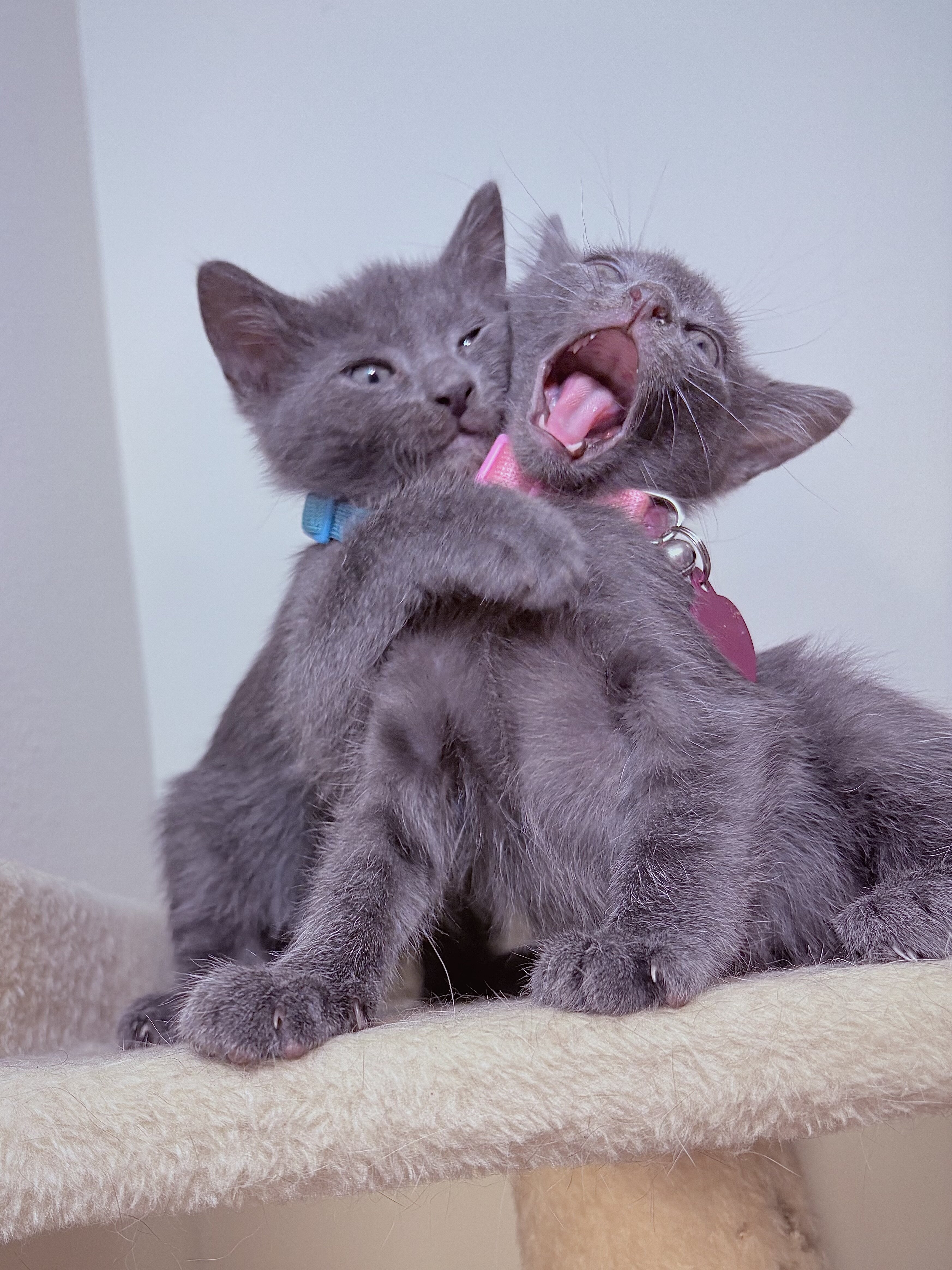 Adorable Russian Blue Kittens image 9