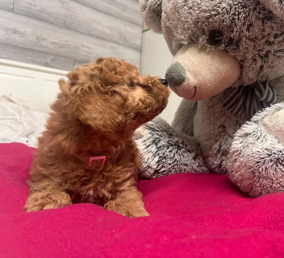Adorable Poodle Puppies image 9