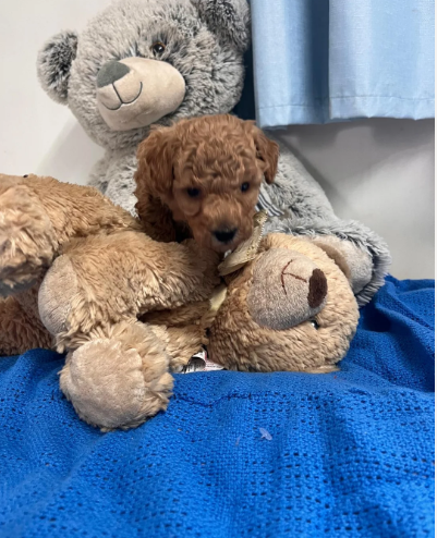 Adorable Poodle Puppies image 4