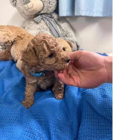 Adorable Poodle Puppies image 1