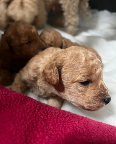 Adorable Poodle Puppies image 2