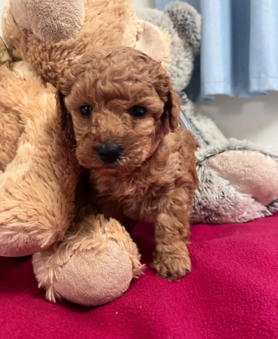 Adorable Poodle Puppies image 8