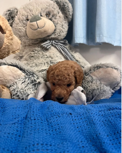 Adorable Poodle Puppies image 7