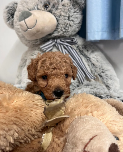 Adorable Poodle Puppies image 6