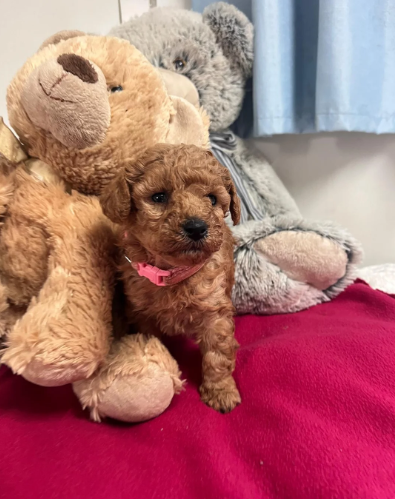 Adorable Poodle Puppies image 5