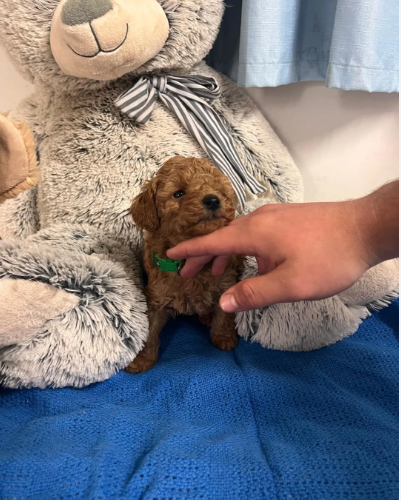 Adorable Poodle Puppies image 3