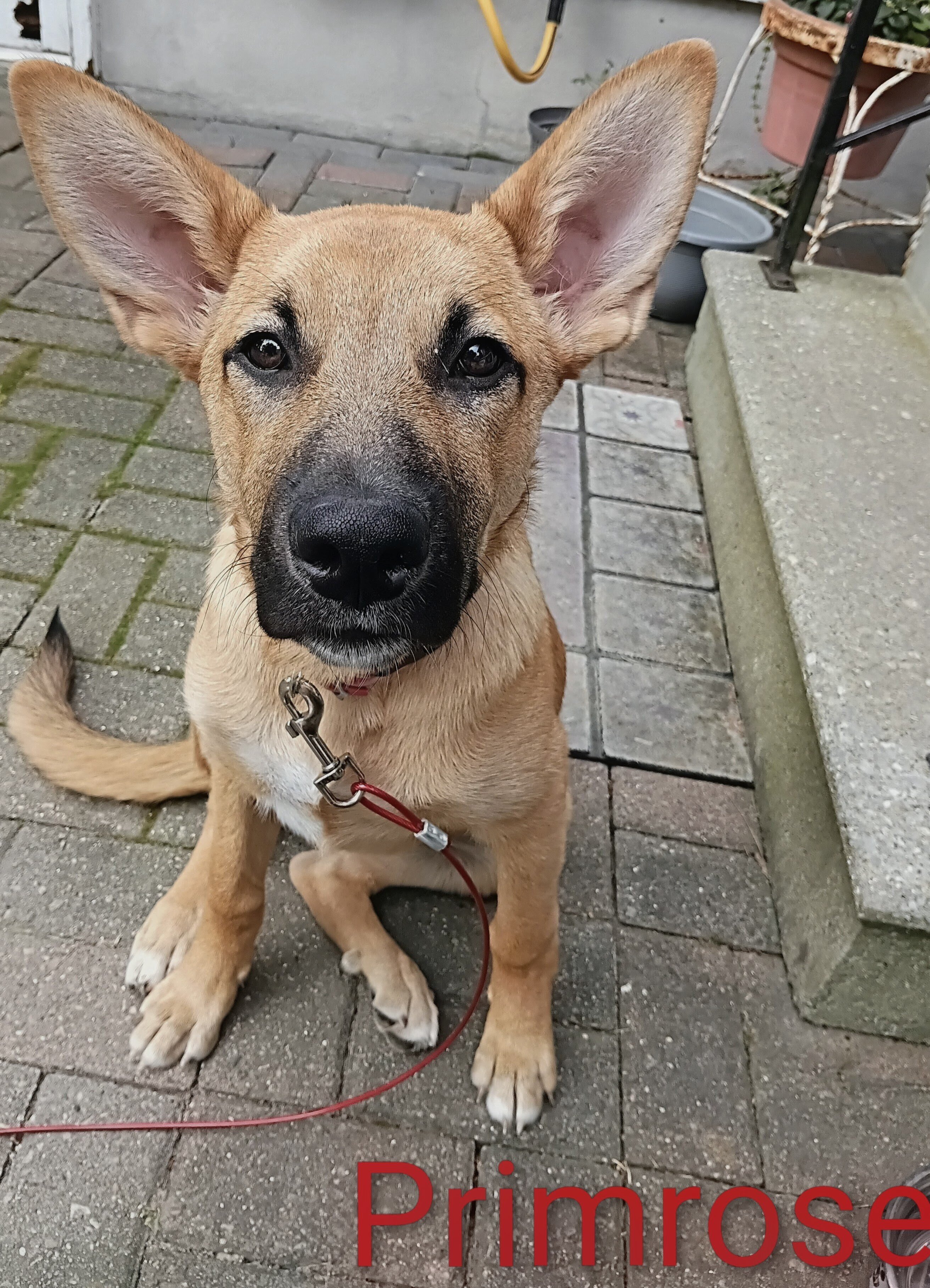 German Shepherd puppy image 1