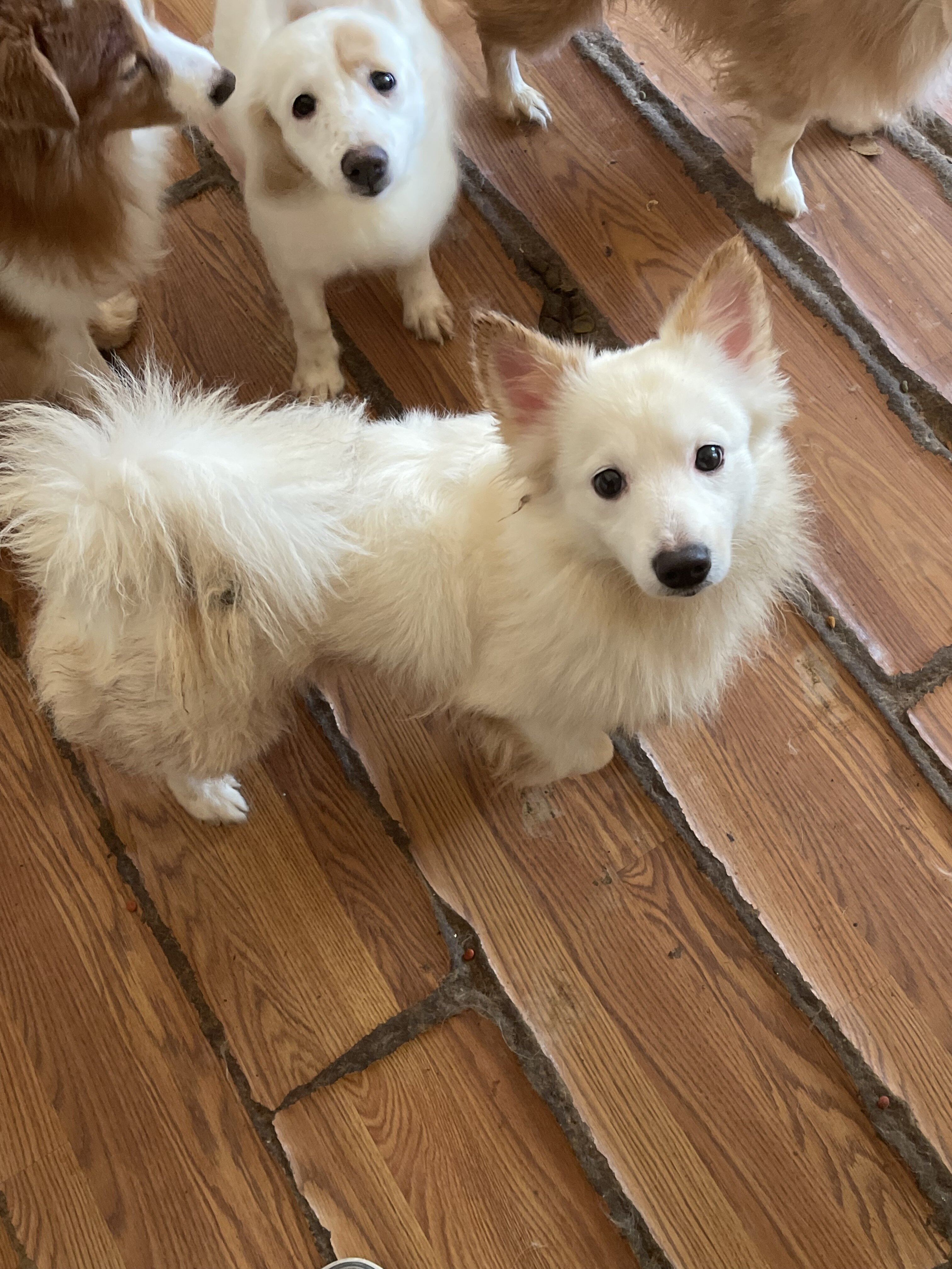 Pomeranian mixes…. Free to good home image 2