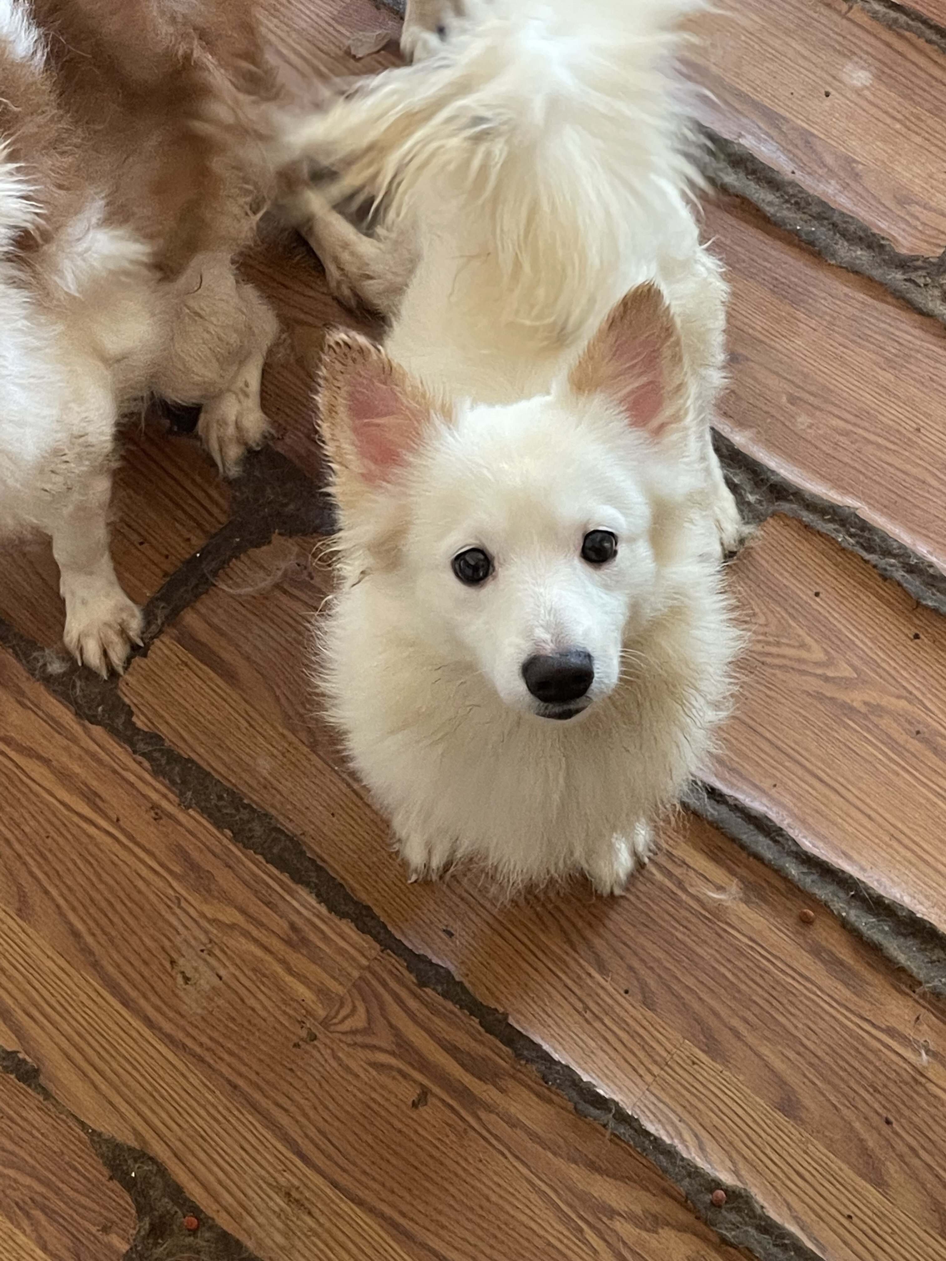 Pomeranian mixes…. Free to good home image 3