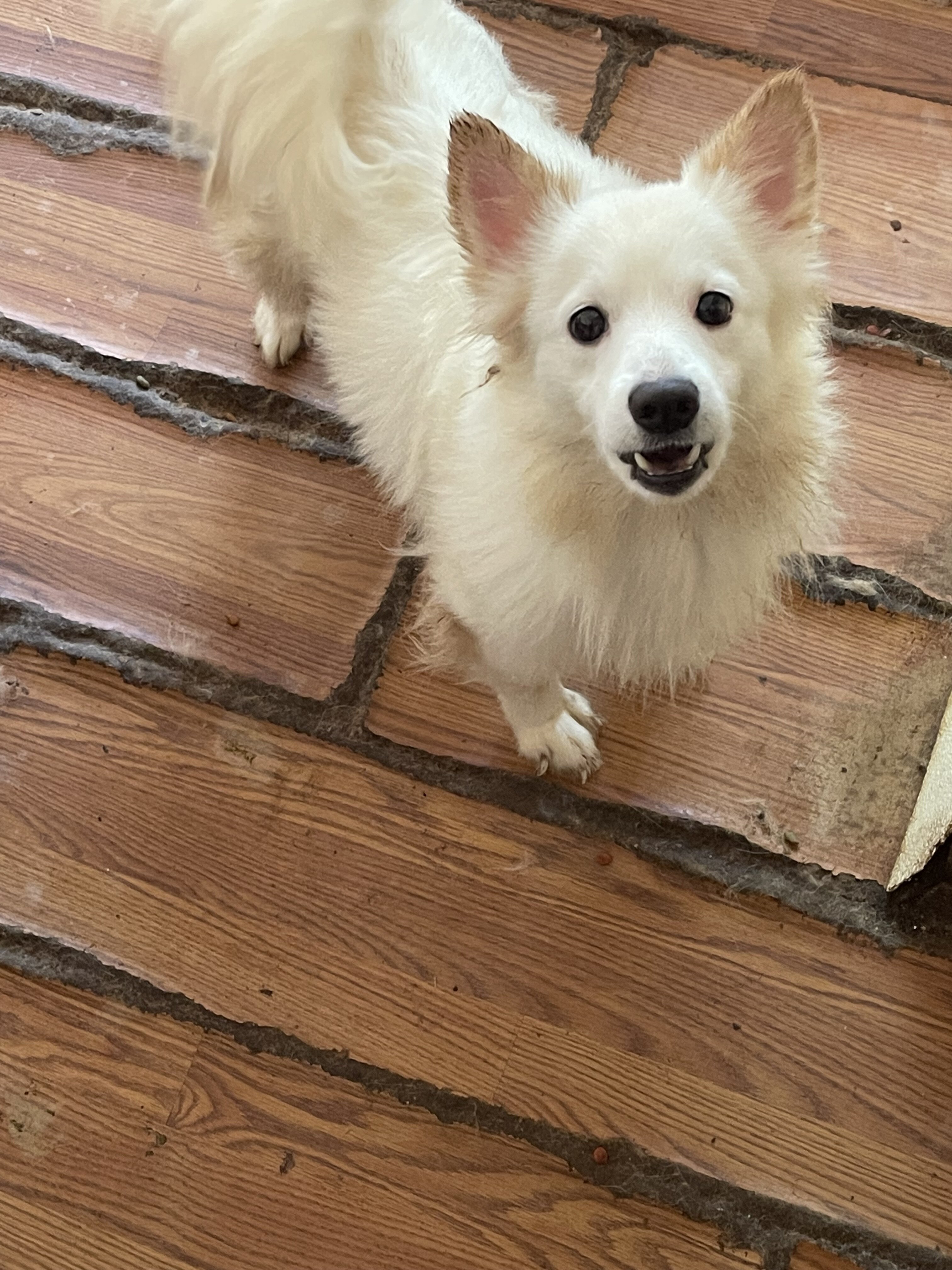 Pomeranian mixes…. Free to good home image 4