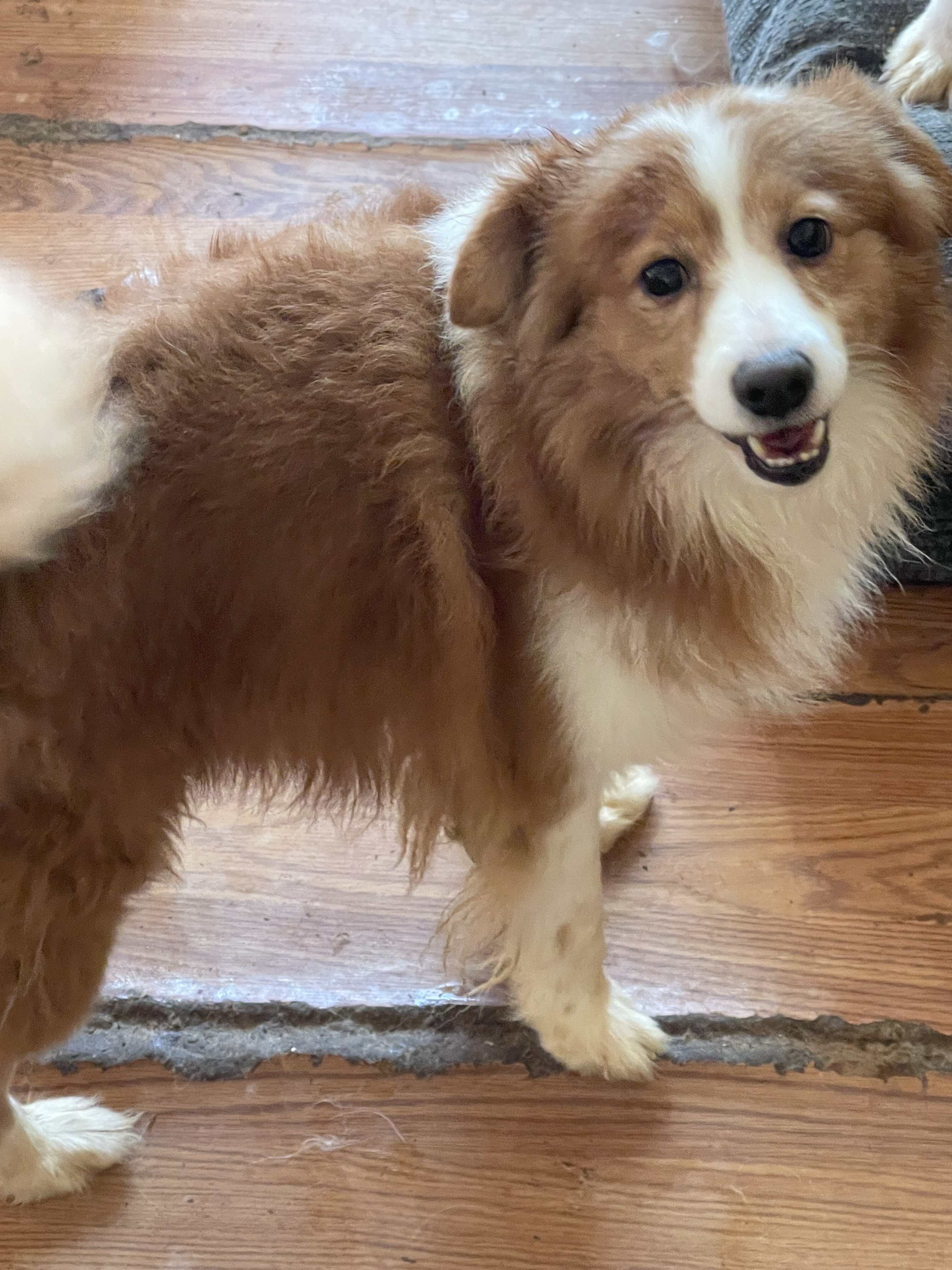 Pomeranian mixes…. Free to good home image 1