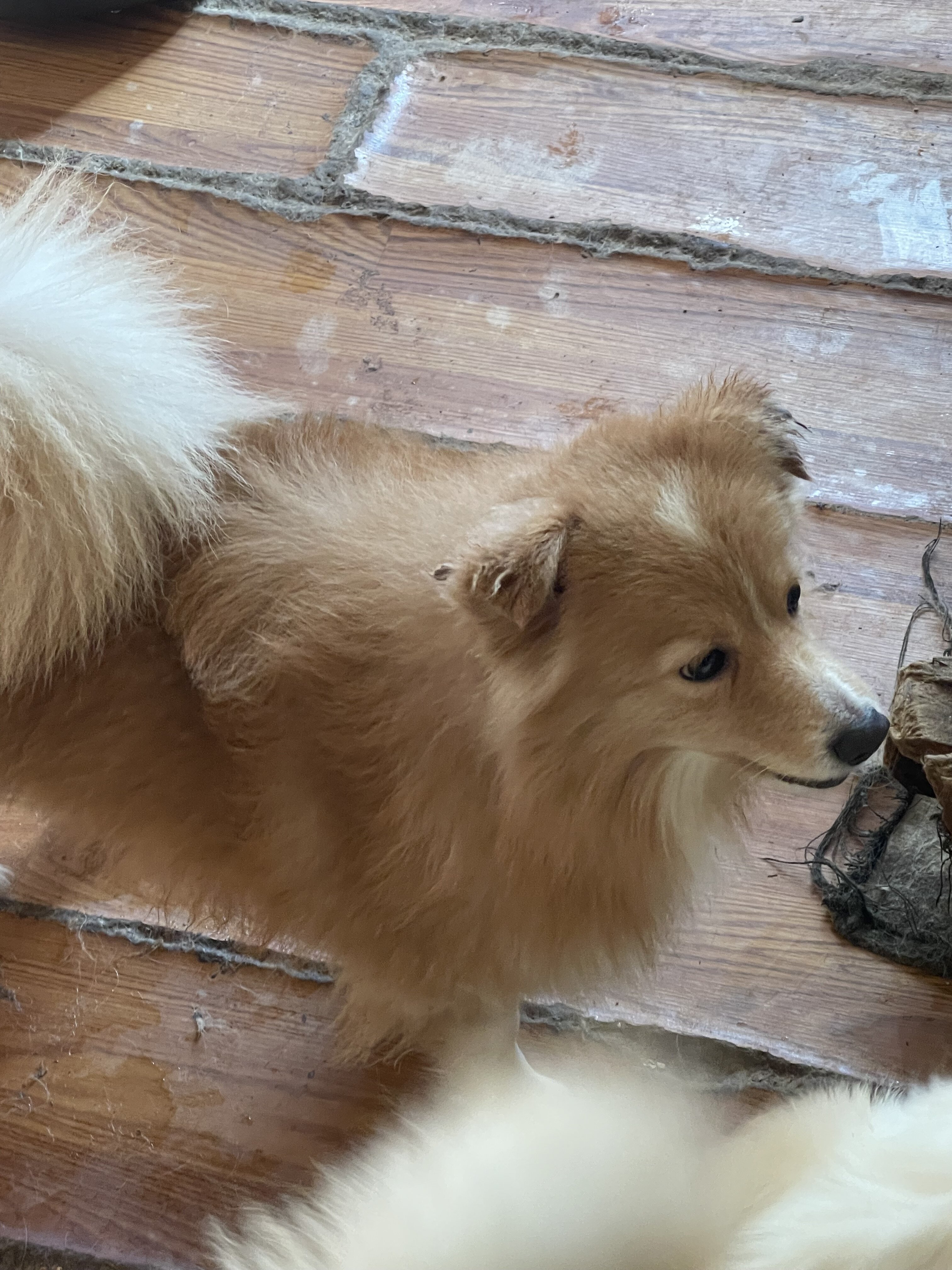 Pomeranian mixes…. Free to good home image 6