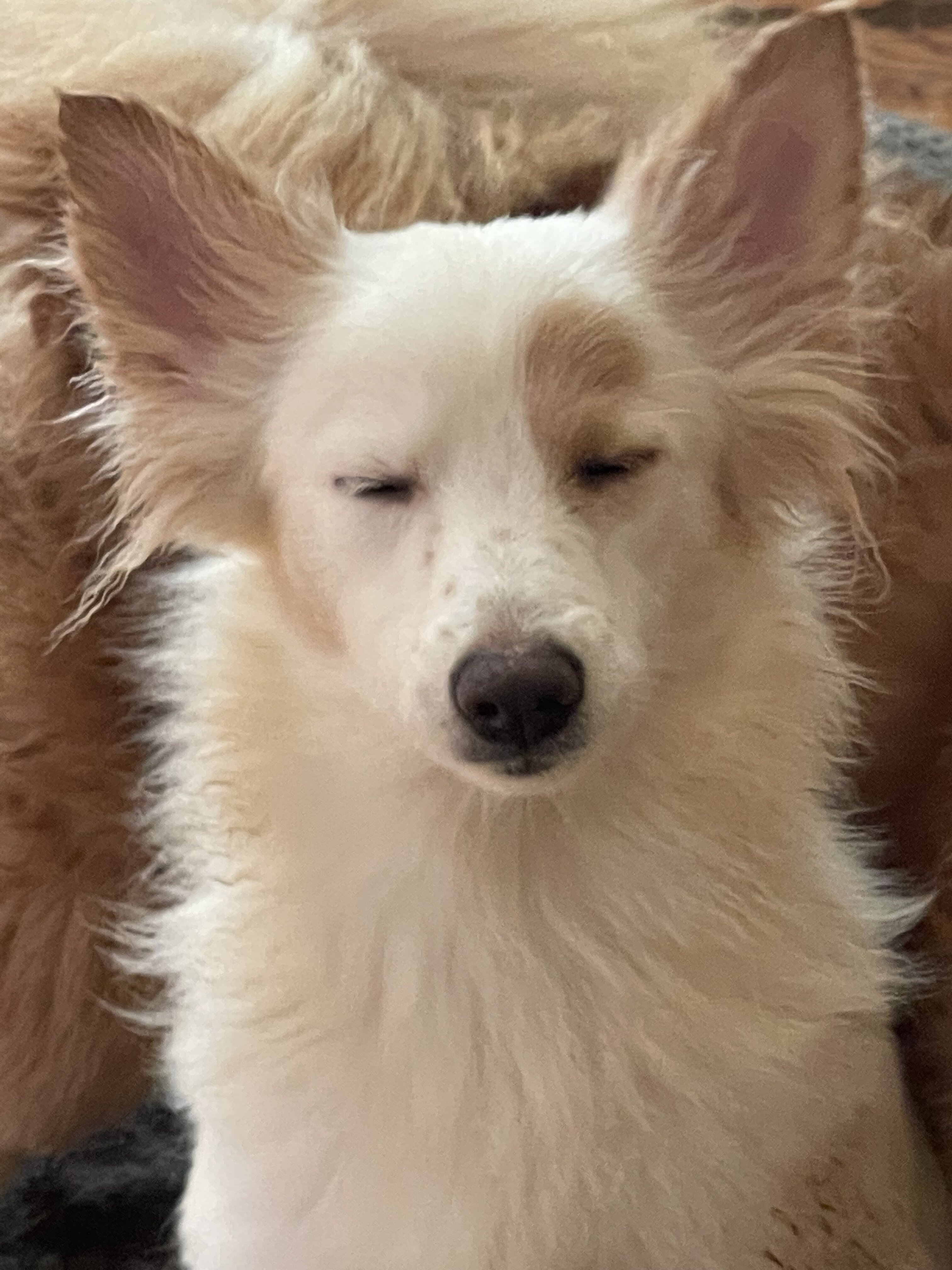 Pomeranian mixes…. Free to good home image 5