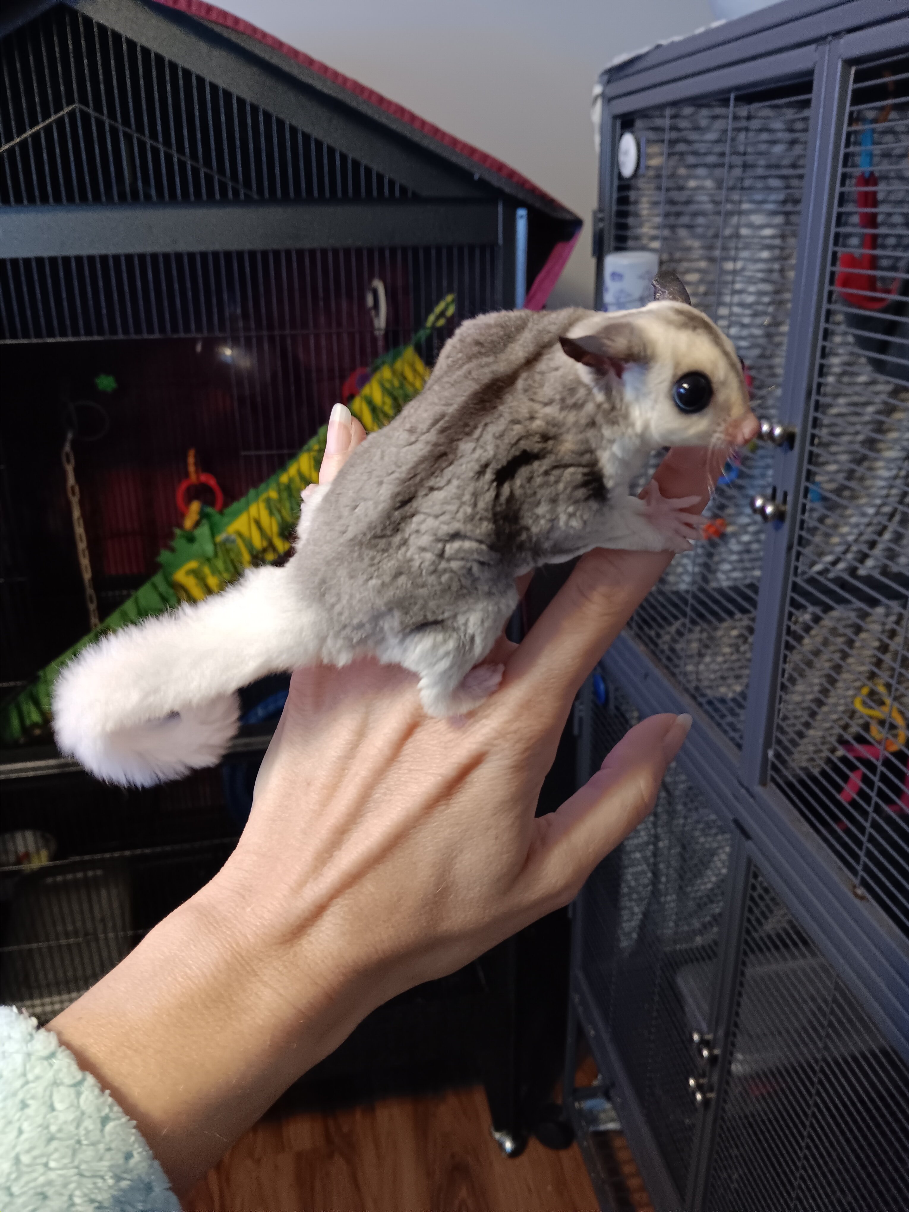 Sugar Gliders image 2