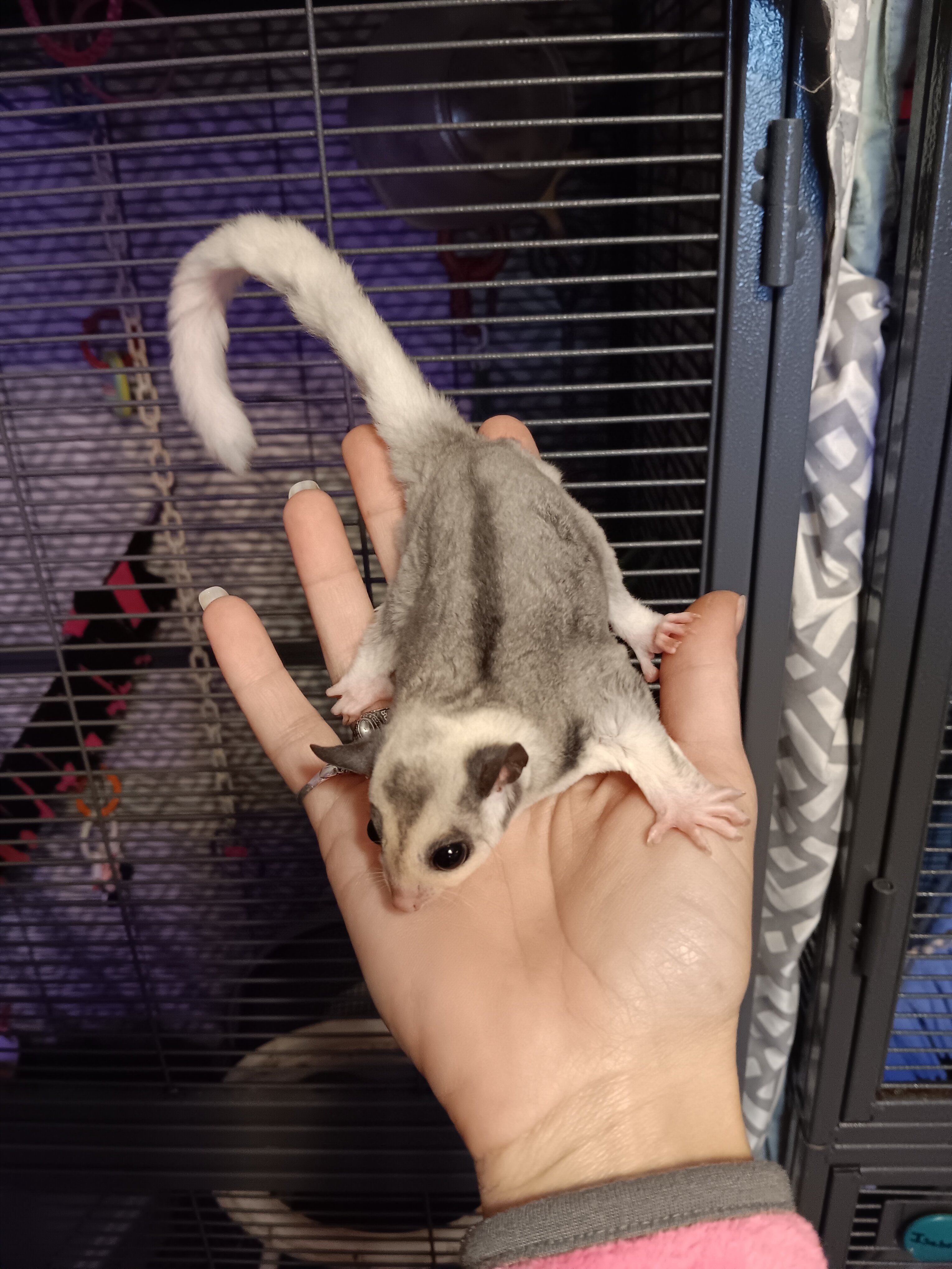 Sugar Gliders image 3