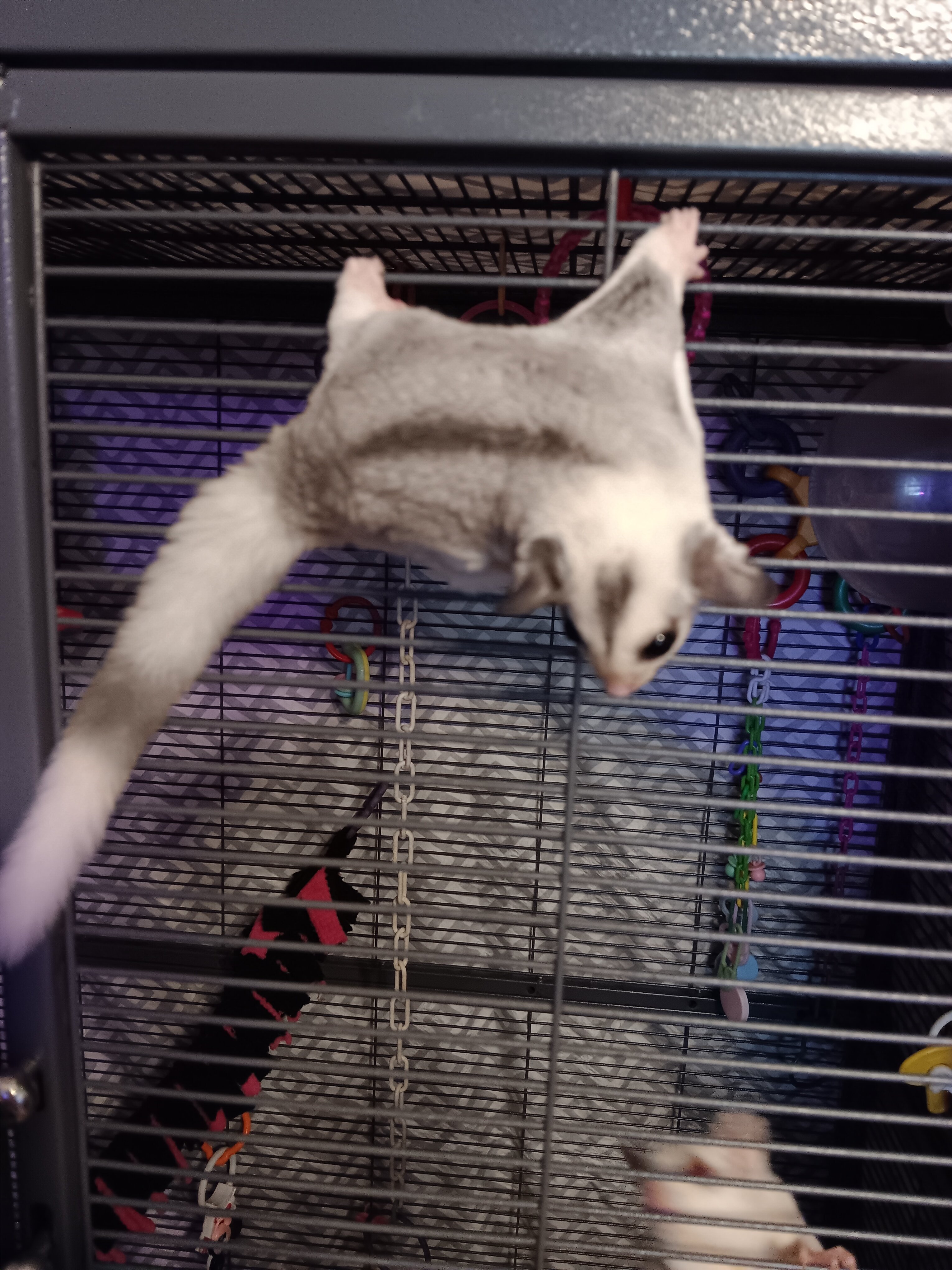 Sugar Gliders image 4