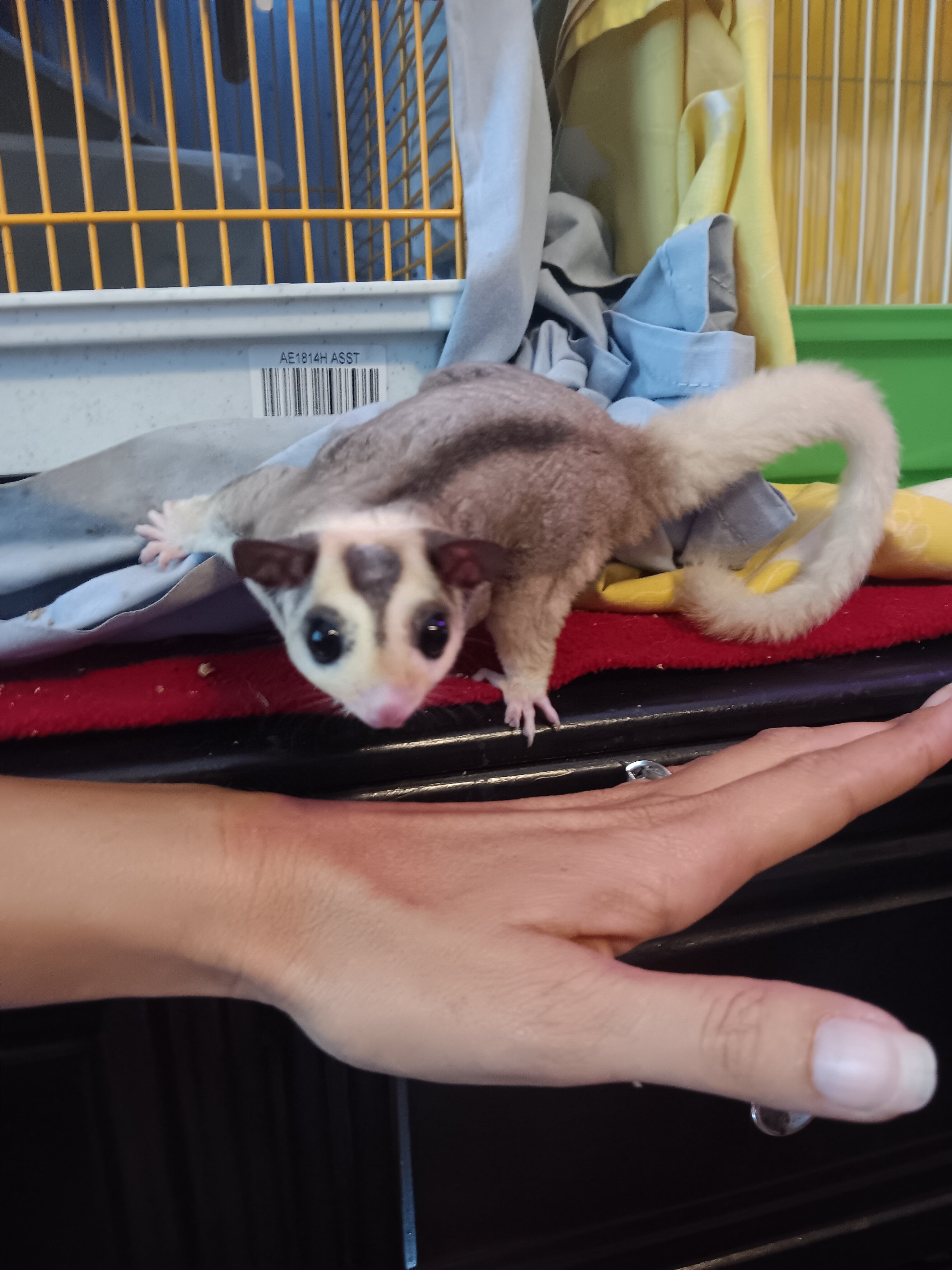 Sugar Gliders image 1