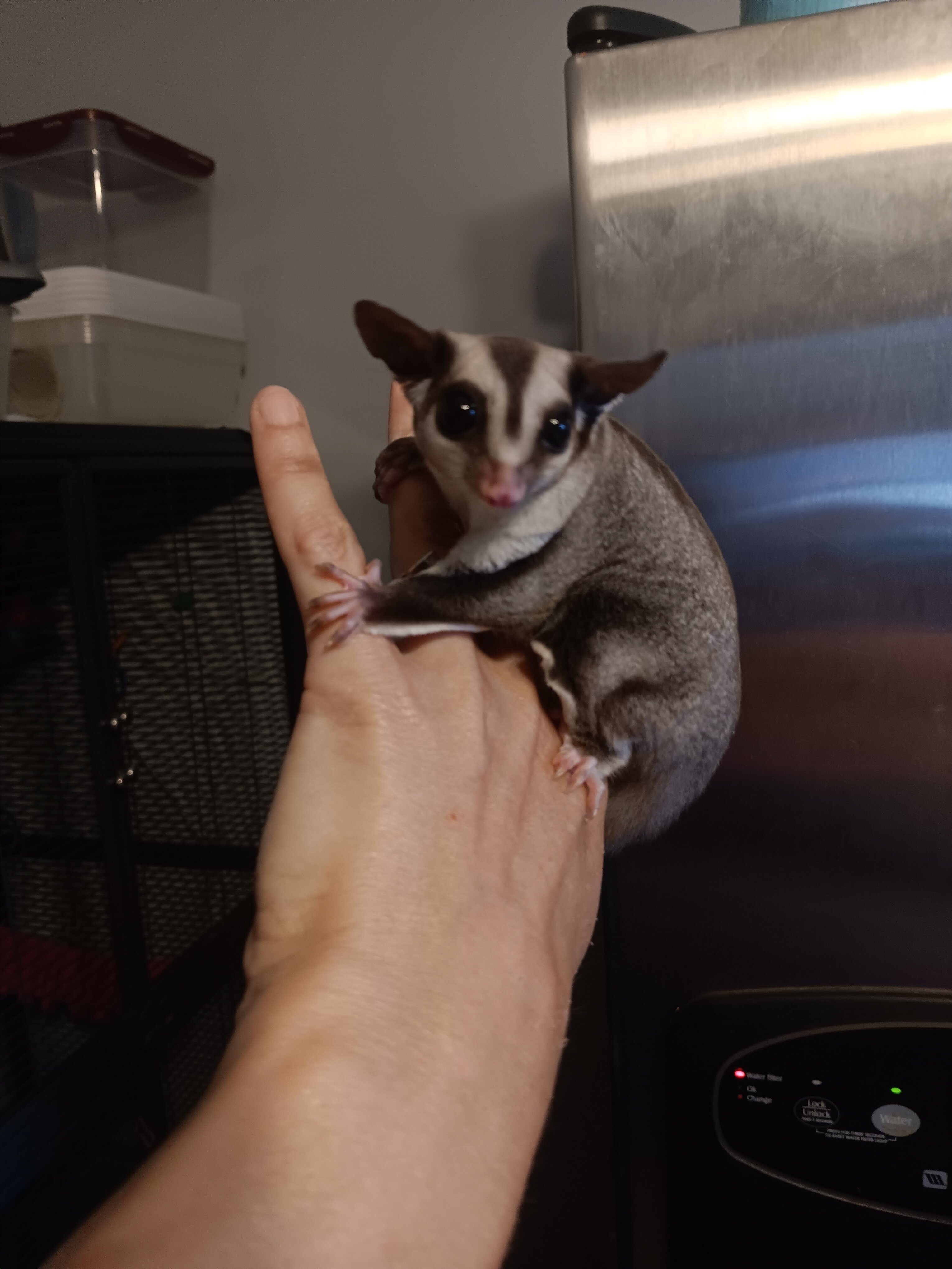 Sugar Gliders image 5