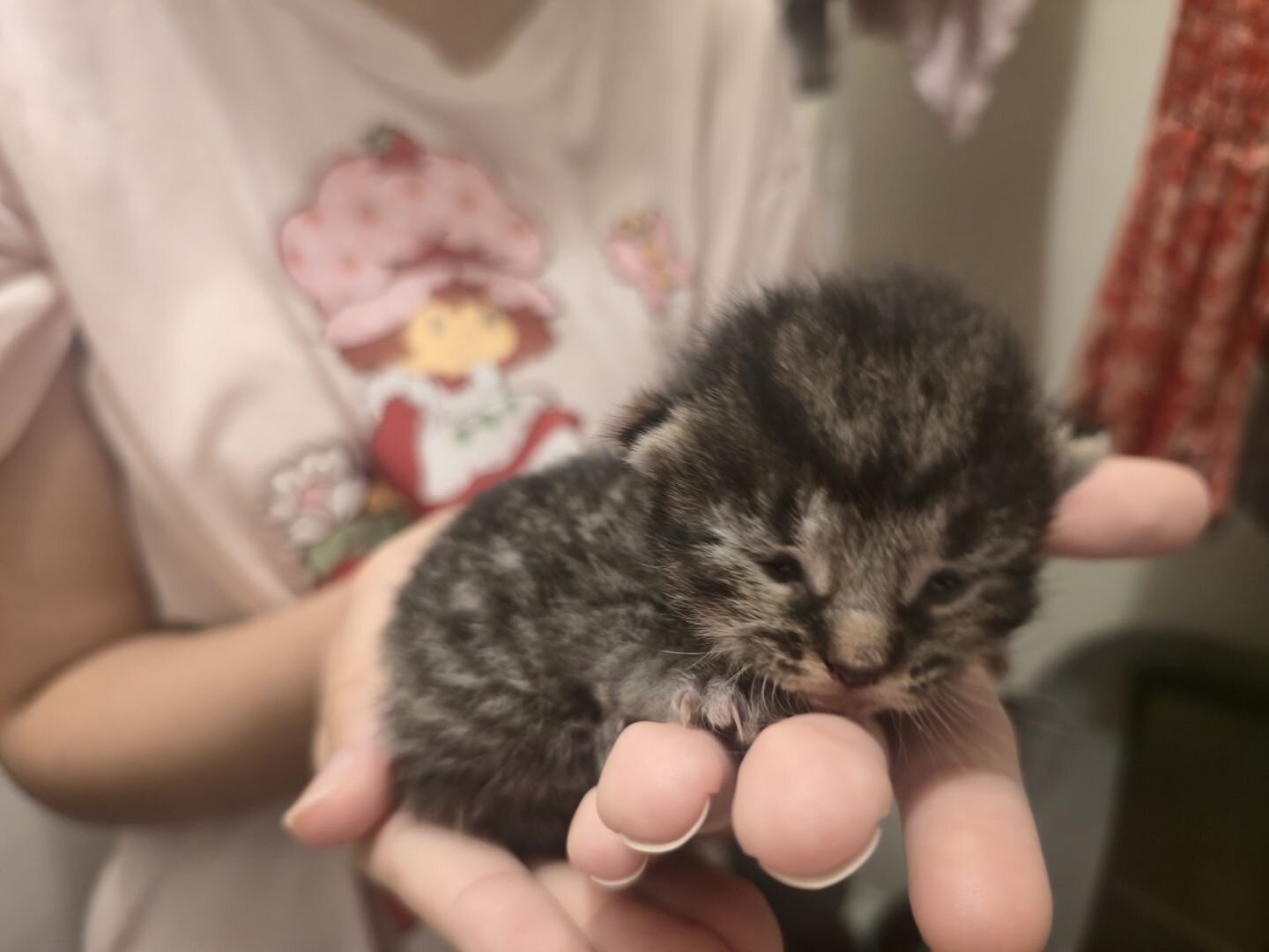 Domestic long hair kittens image 5
