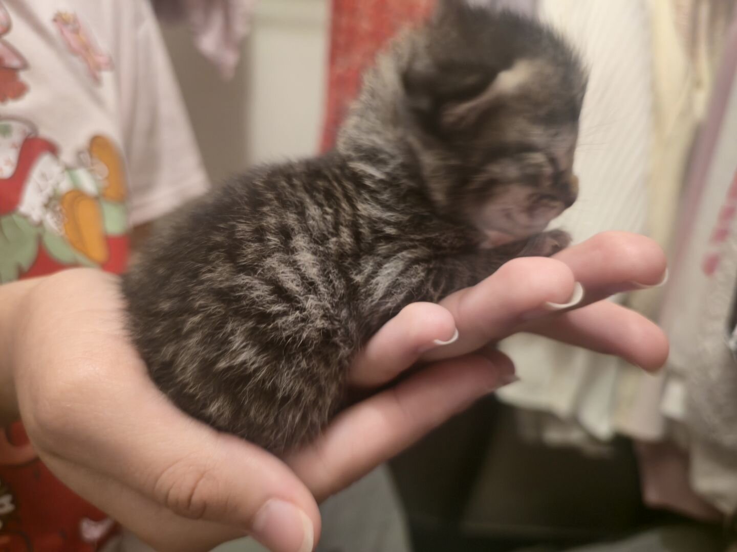 Domestic long hair kittens image 8