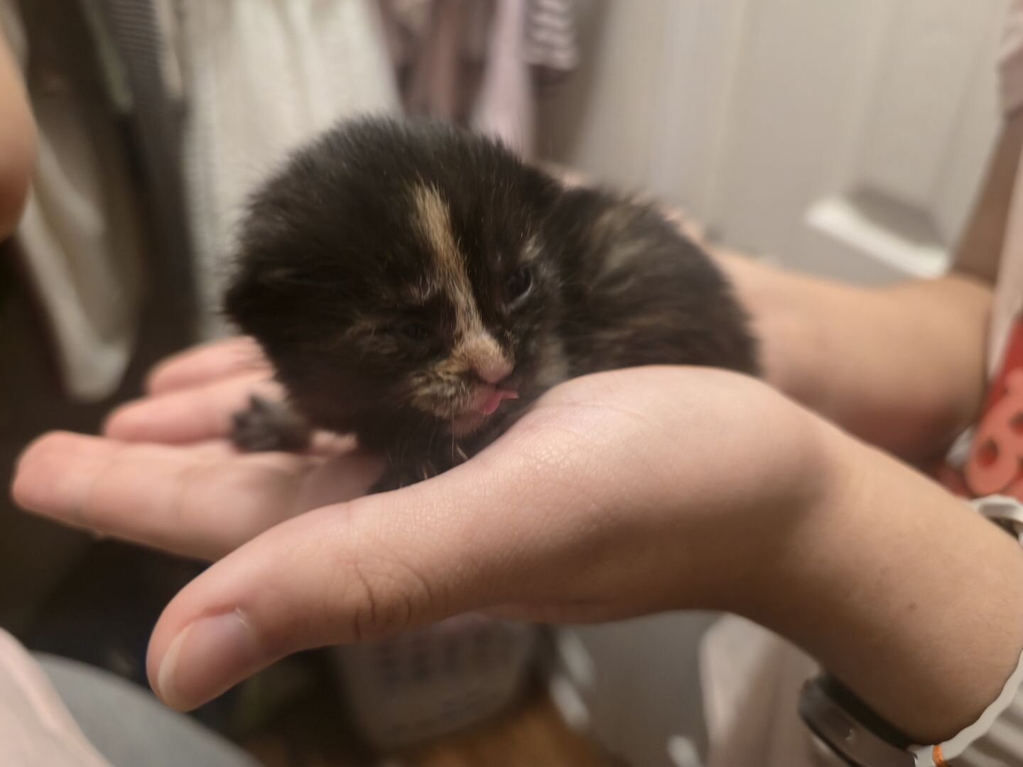 Domestic long hair kittens image 4