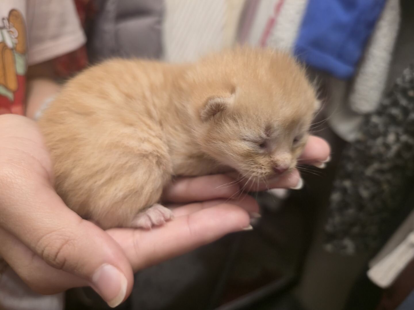 Domestic long hair kittens image 2