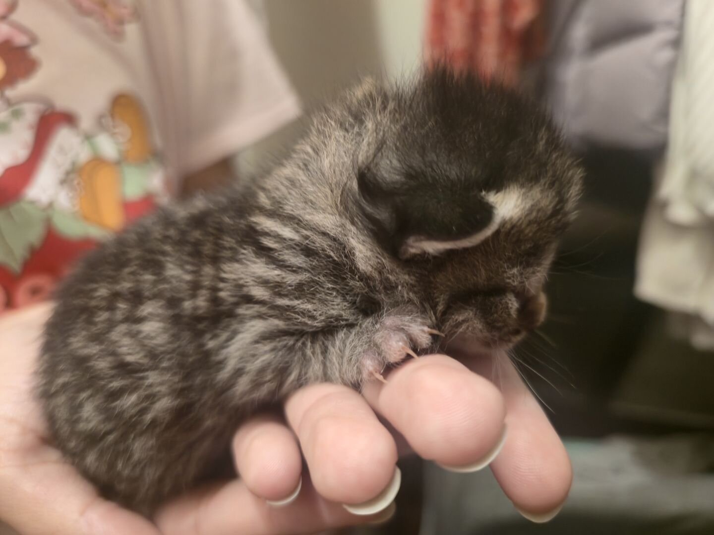 Domestic long hair kittens image 6