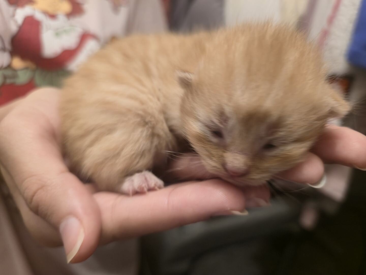 Domestic long hair kittens image 1