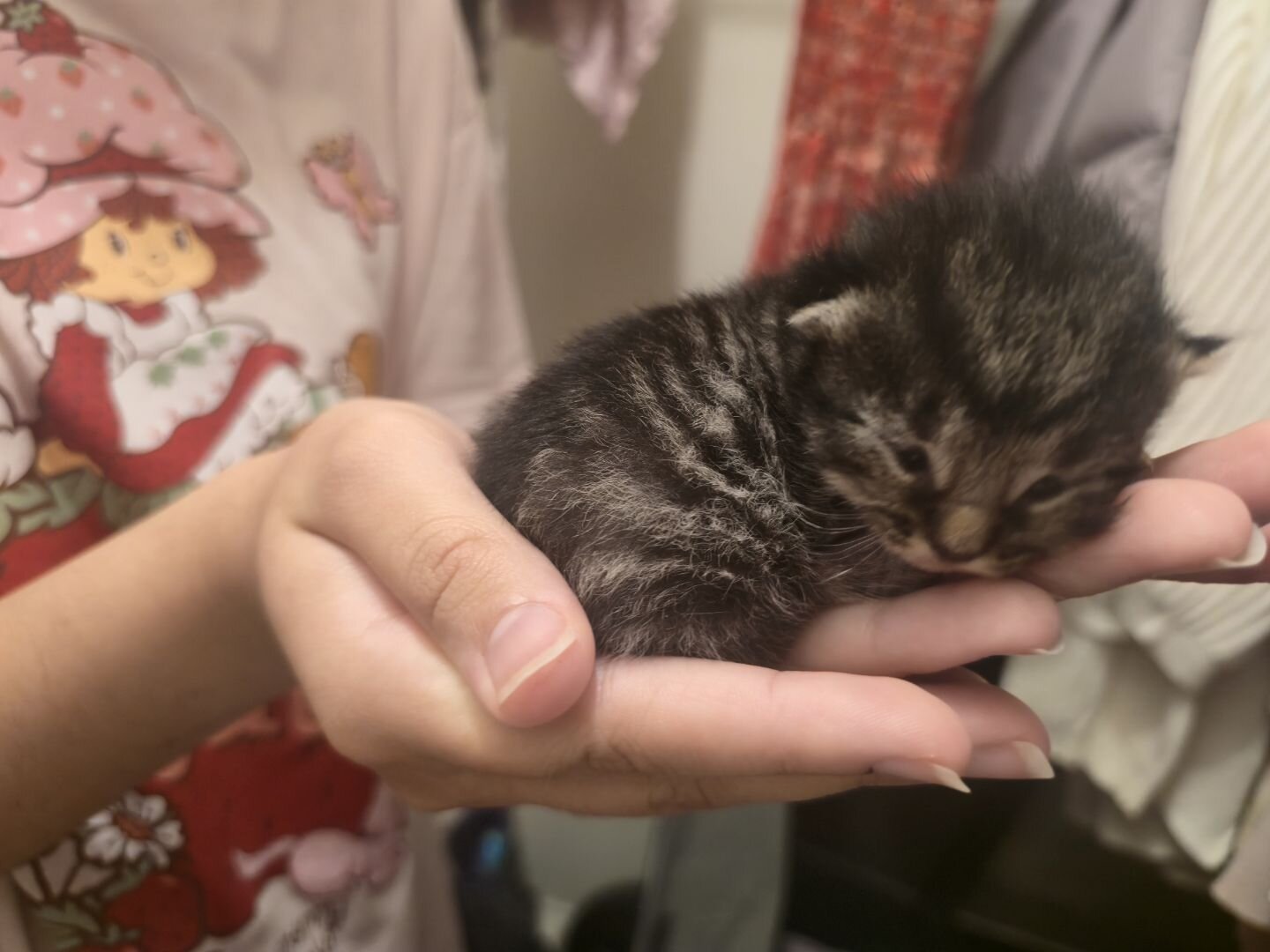 Domestic long hair kittens image 7