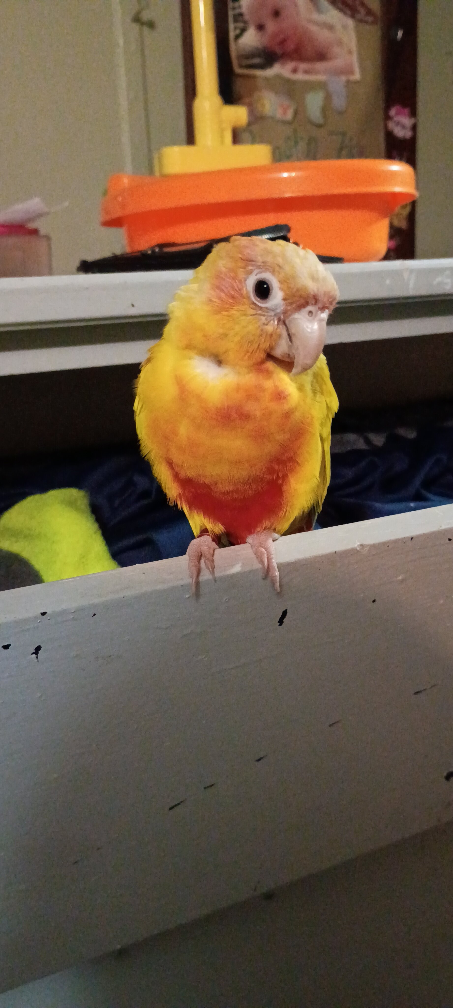 2 bonded conures image 2