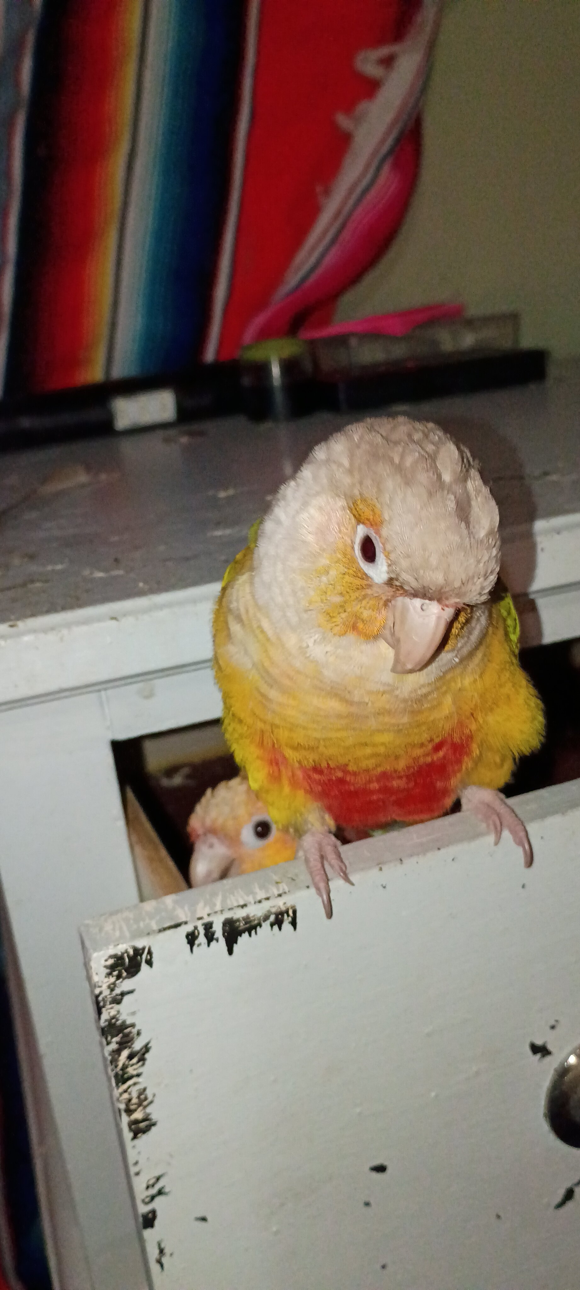 2 bonded conures image 3