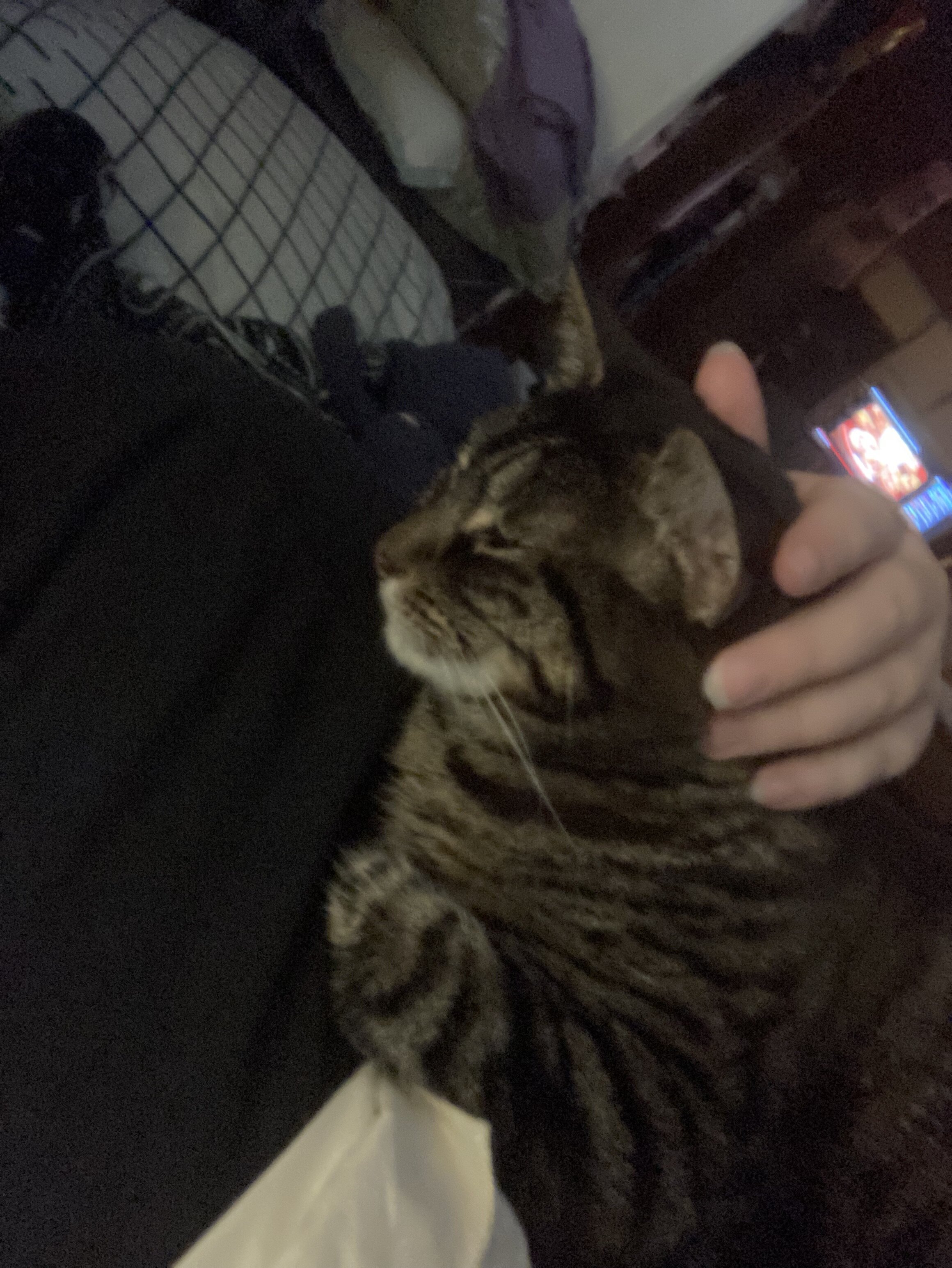 Affectionate Female Tabby image 4