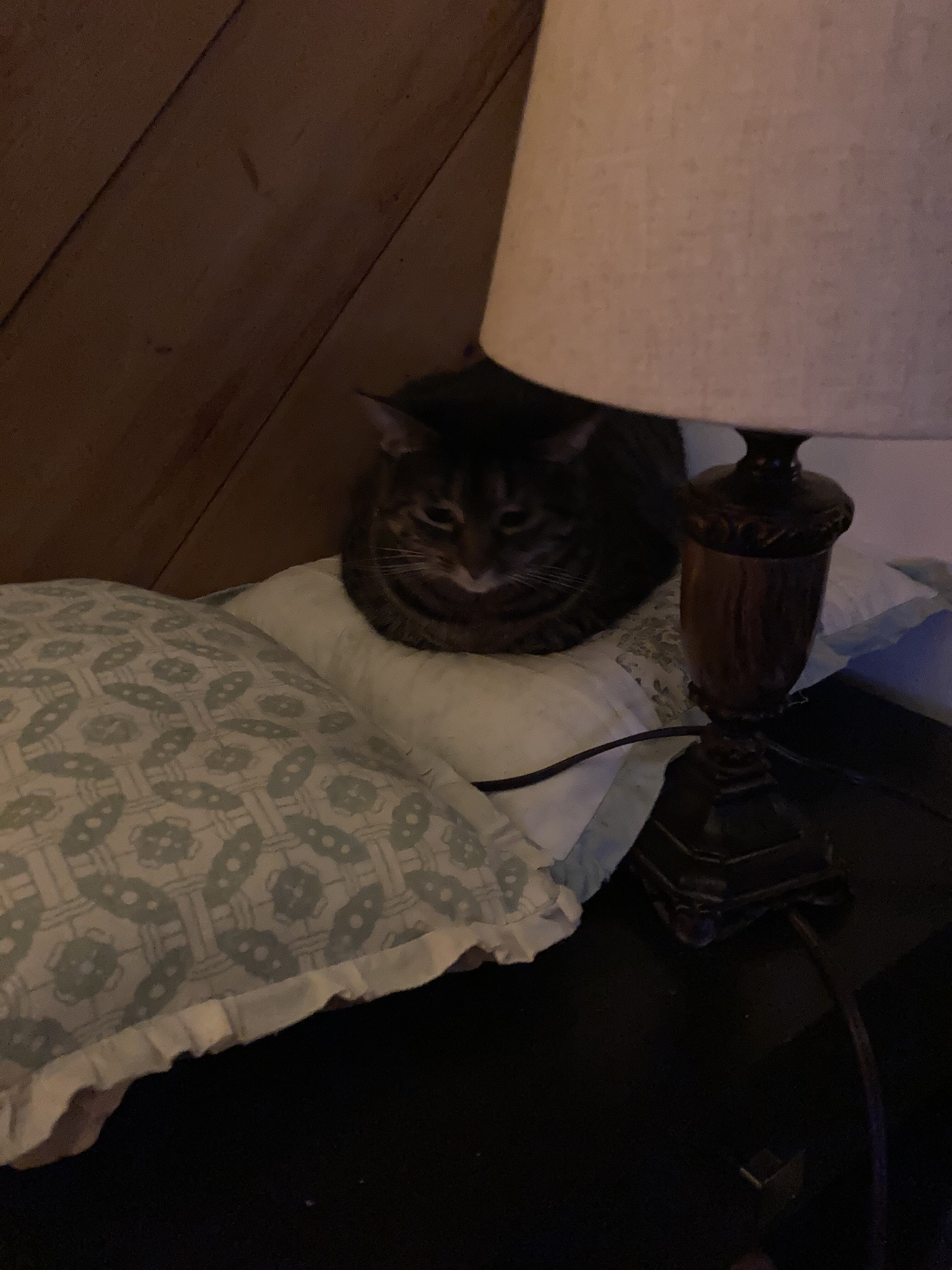 Affectionate Female Tabby image 3
