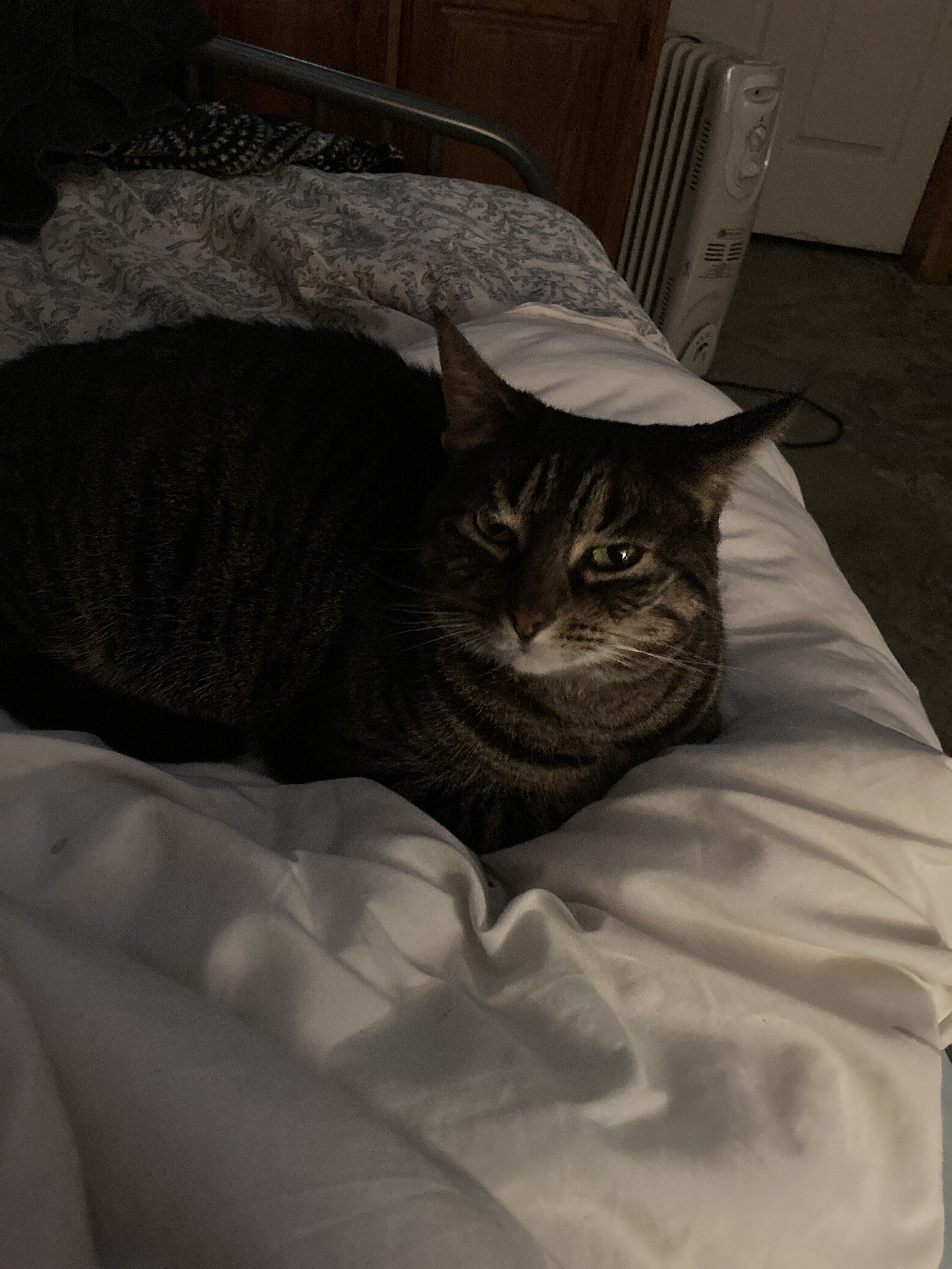 Affectionate Female Tabby image 2