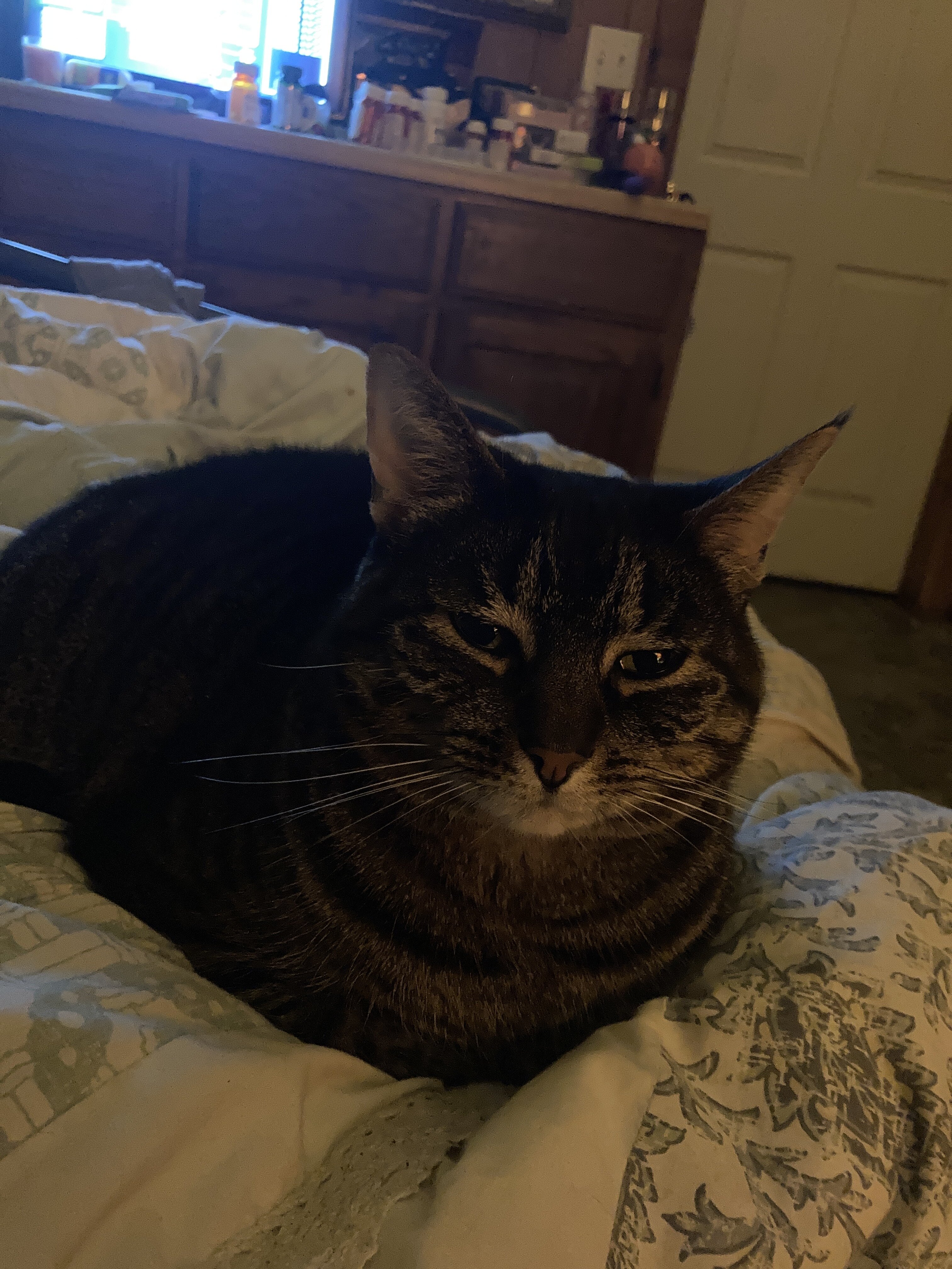 Affectionate Female Tabby image 1