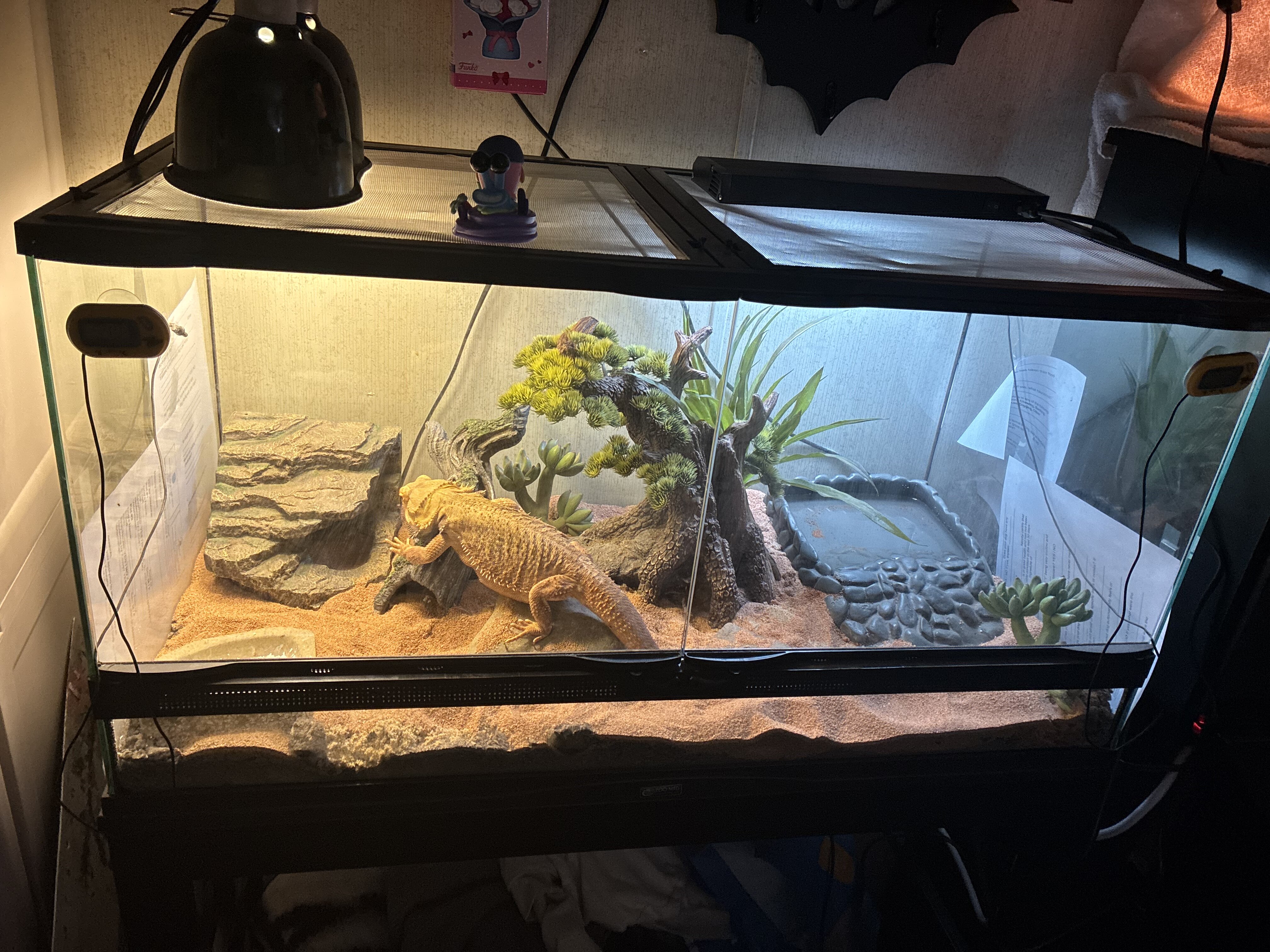2 y/o female bearded dragon image 1
