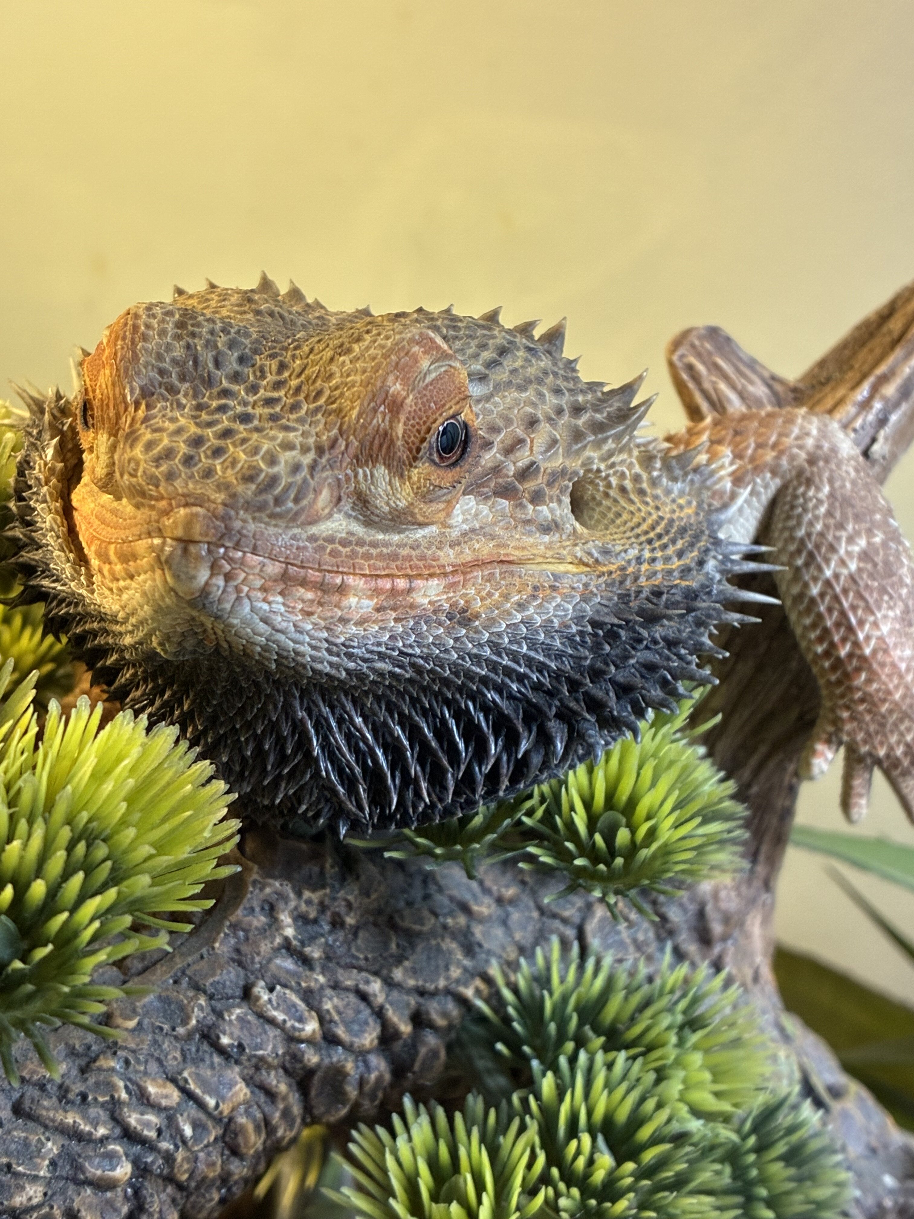 2 y/o female bearded dragon image 2